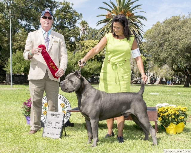 Campo Cane Corso