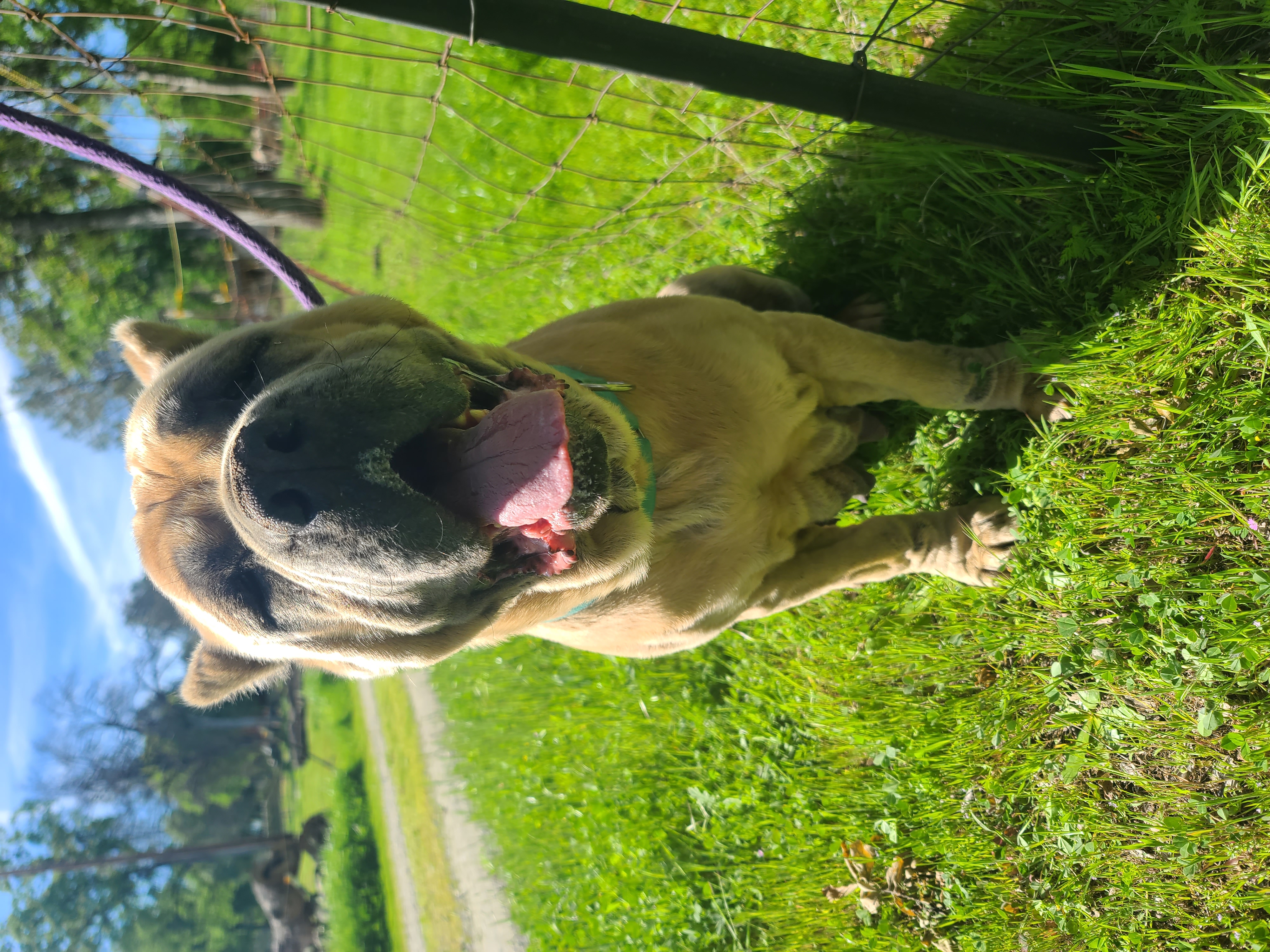 West Coast Cane Corso Rescue