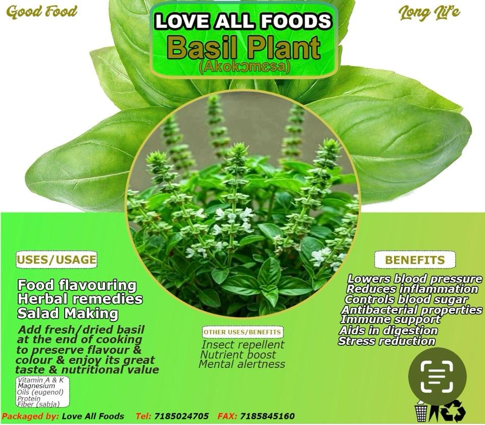 Basil Plant (Akokomesa)