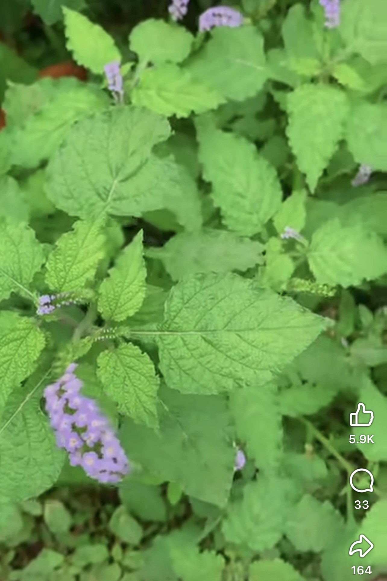 Fresh Purple Flowering Plant