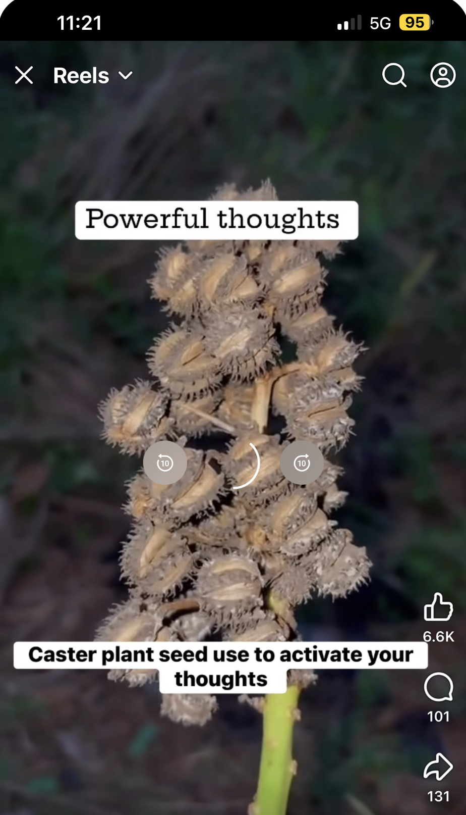 Caster Plant Seed Pod