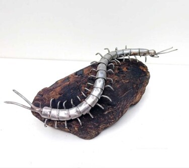 Scolopendre articulé