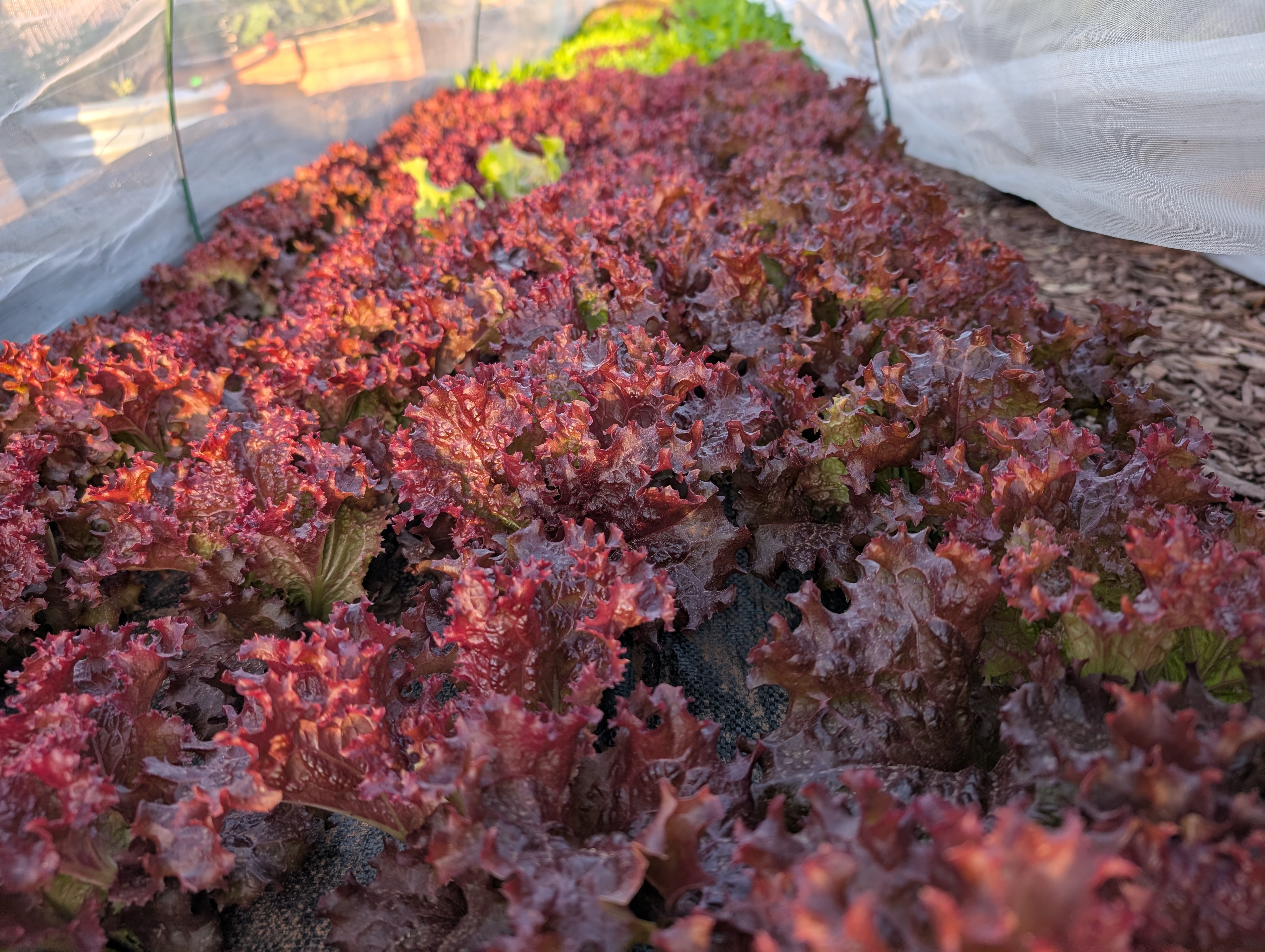 Lollo Rosso-Lettuce 16oz