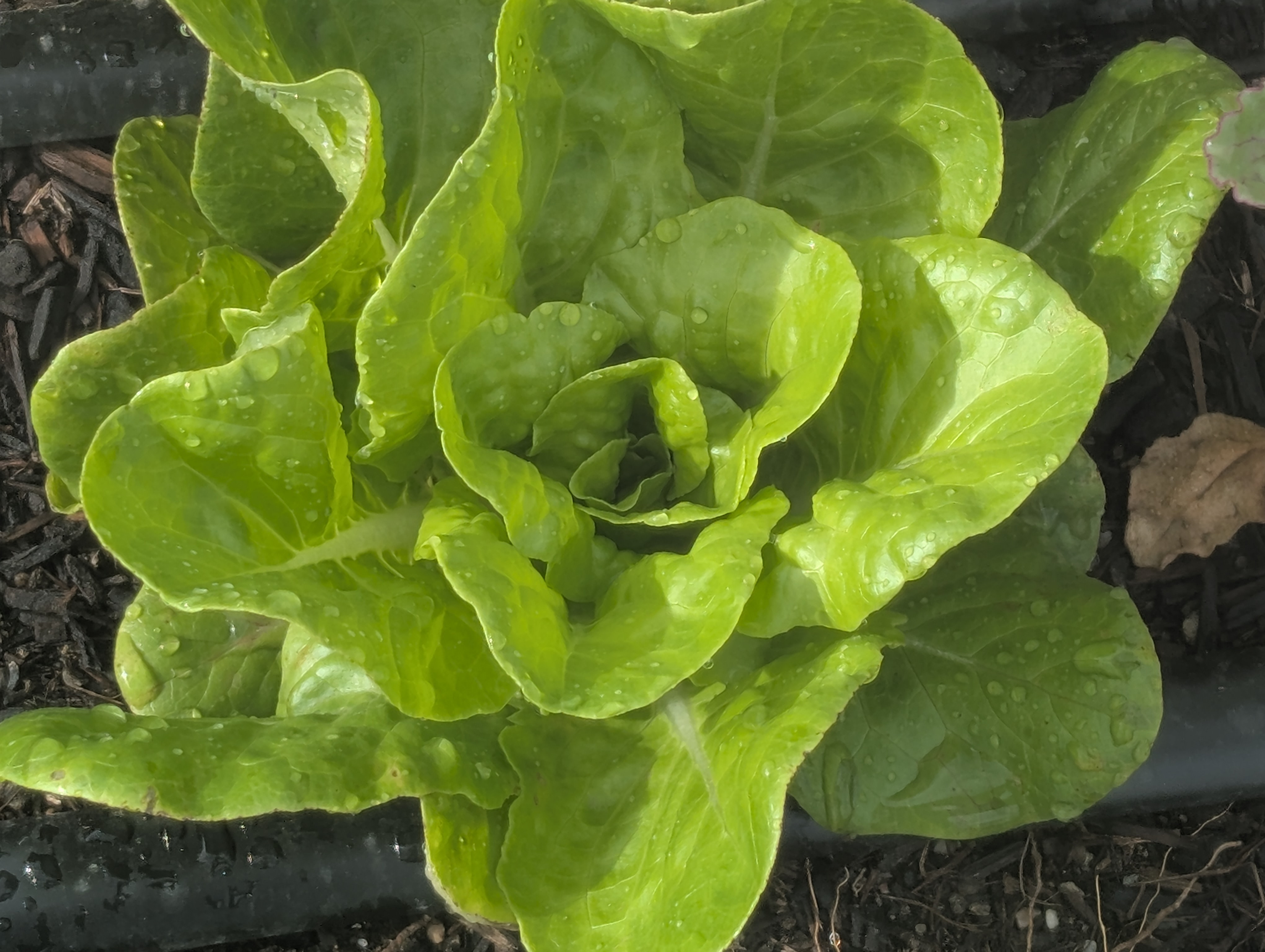 All Year Round Butterhead-Lettuce 16oz