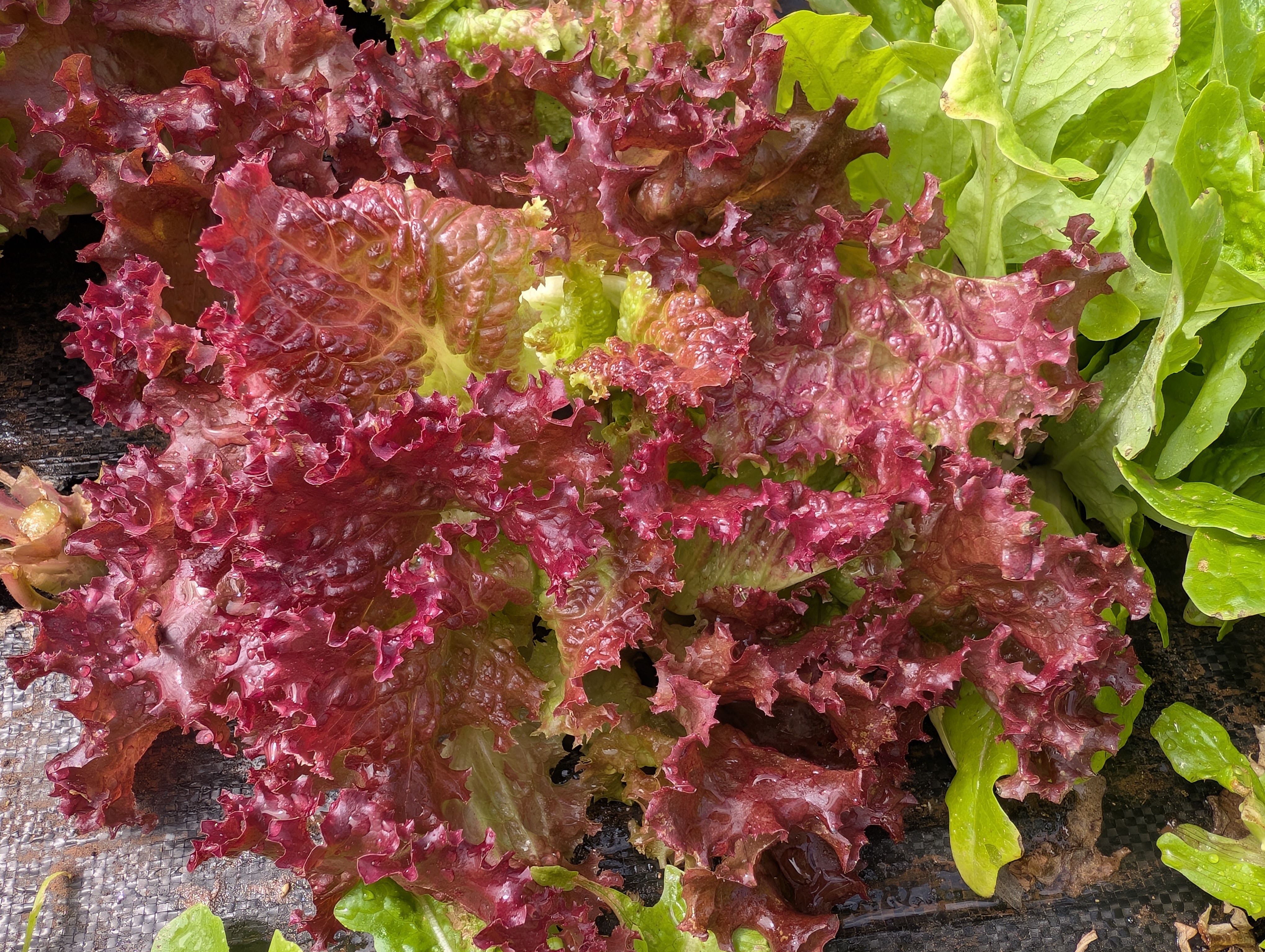 Lollo Rosso-Lettuce 16oz