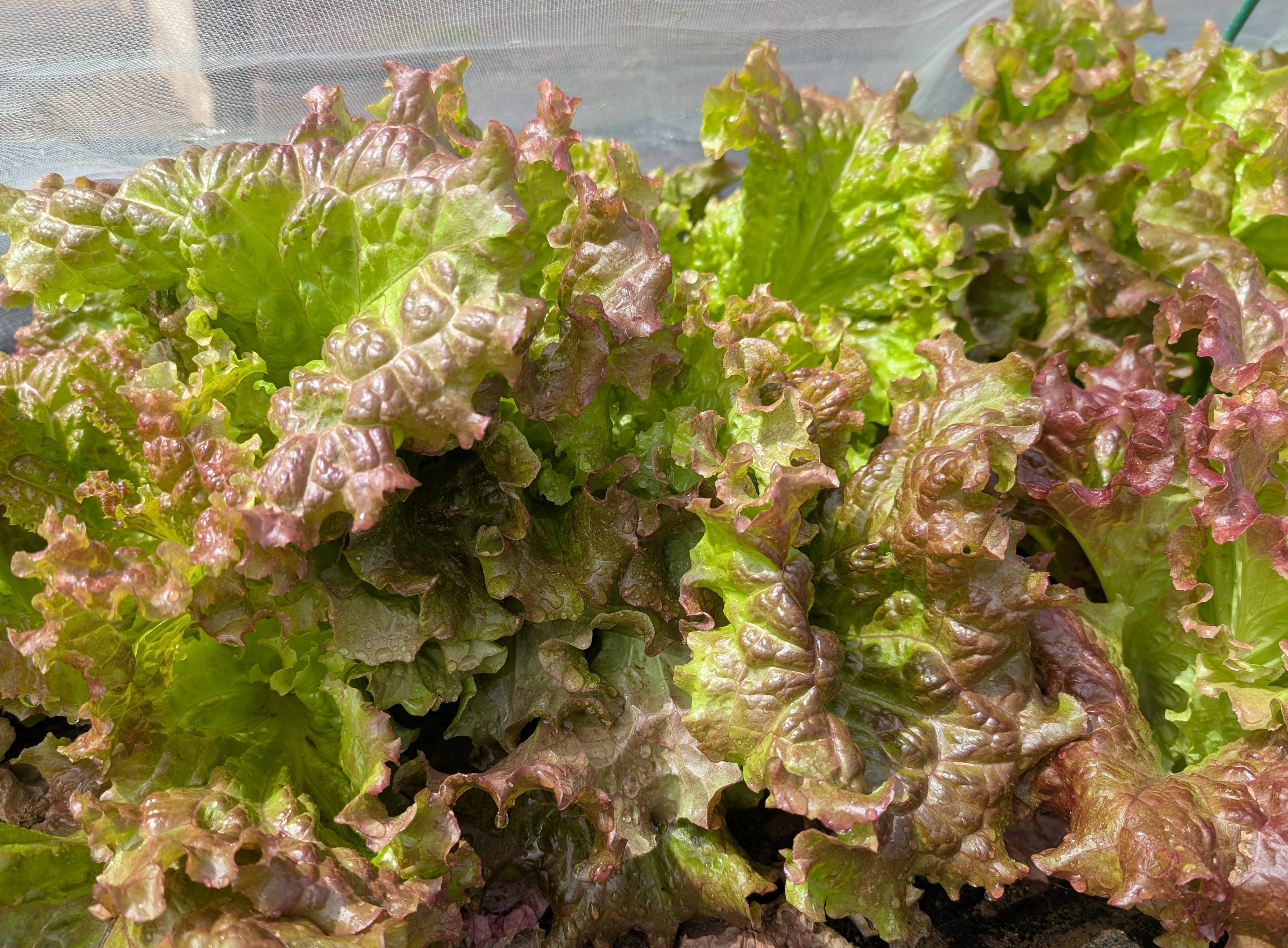 Ruby Red Leaf-Lettuce 16oz