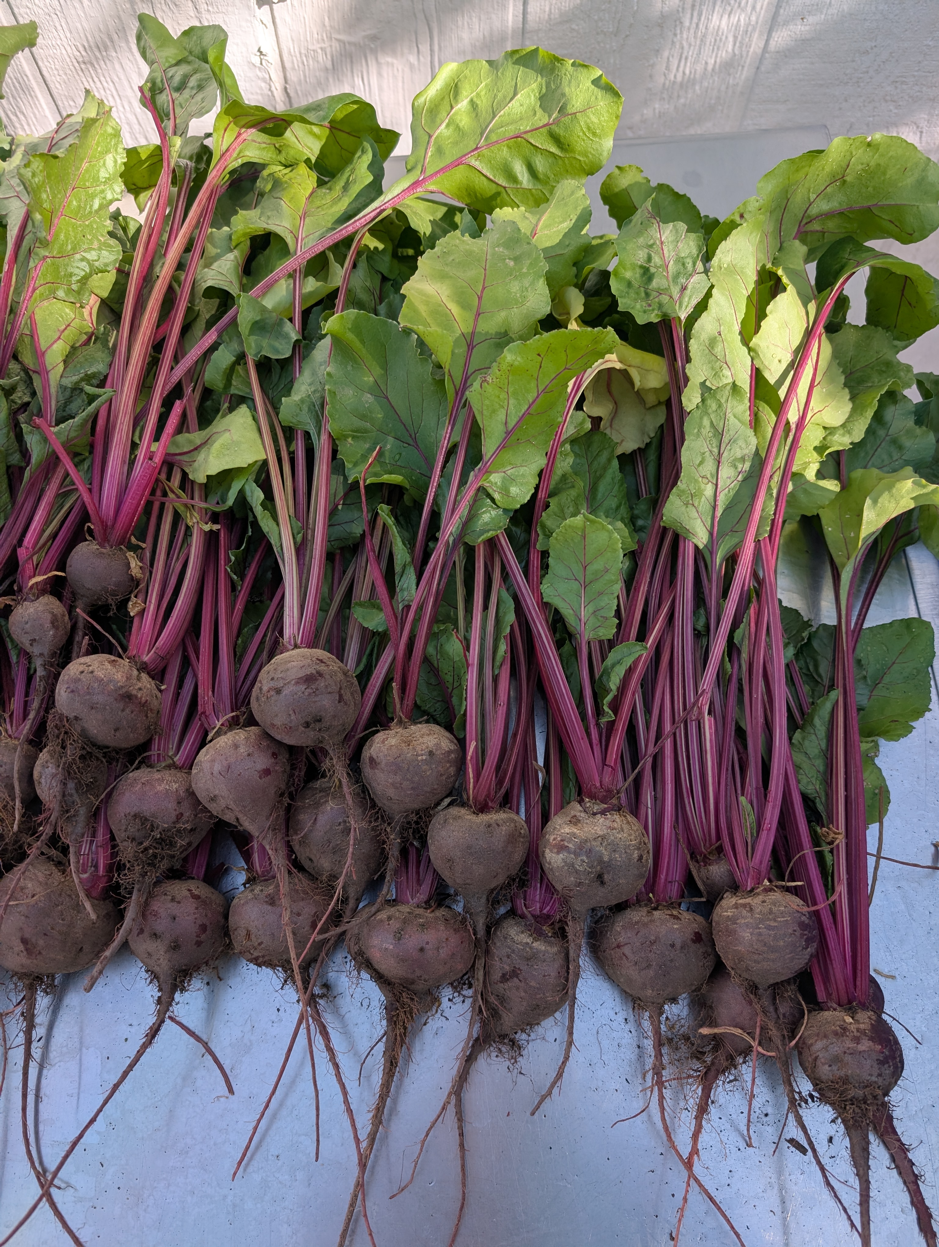 Ruby Queen-Beets