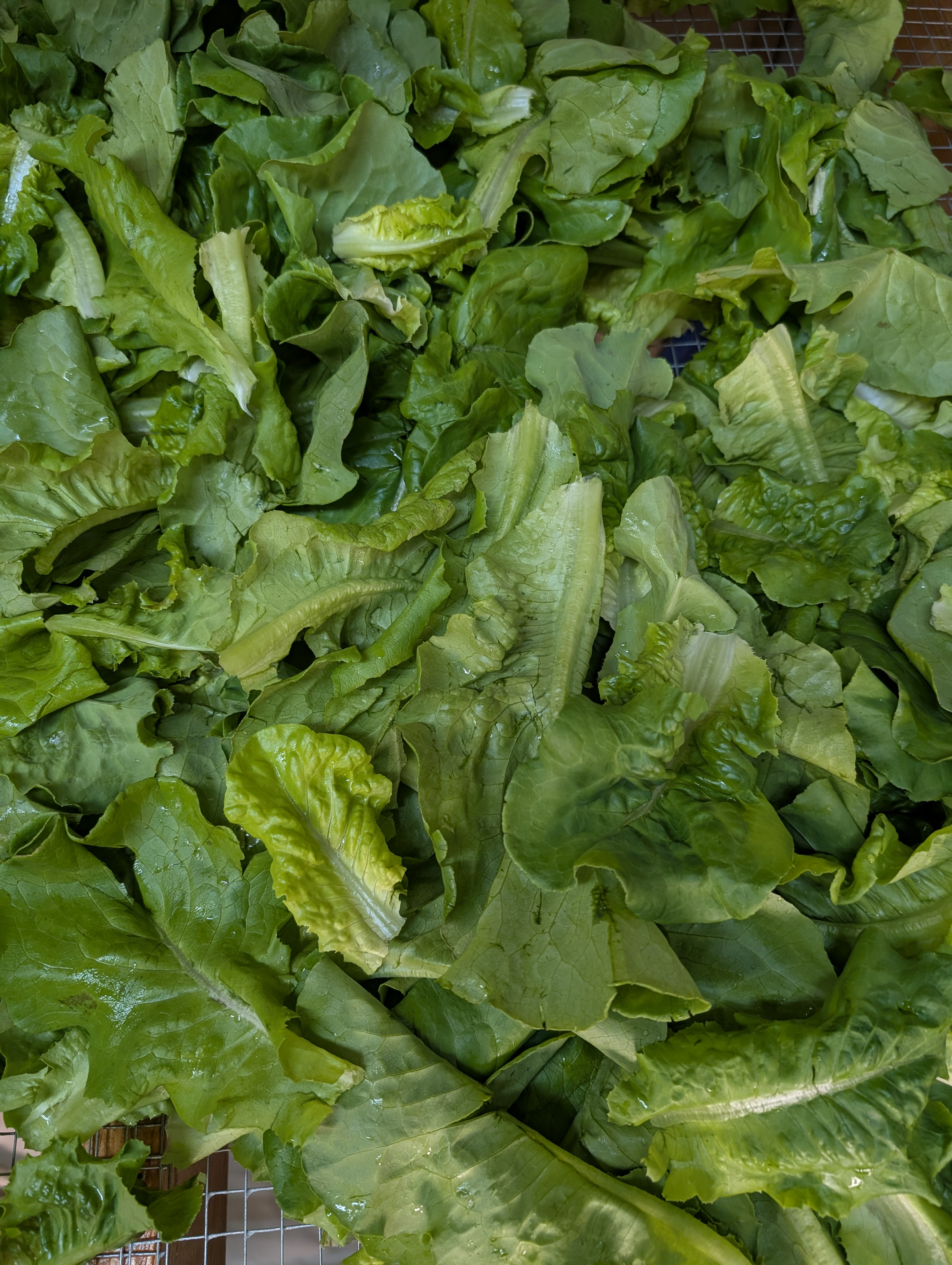 Summer Bibb-Lettuce 16oz