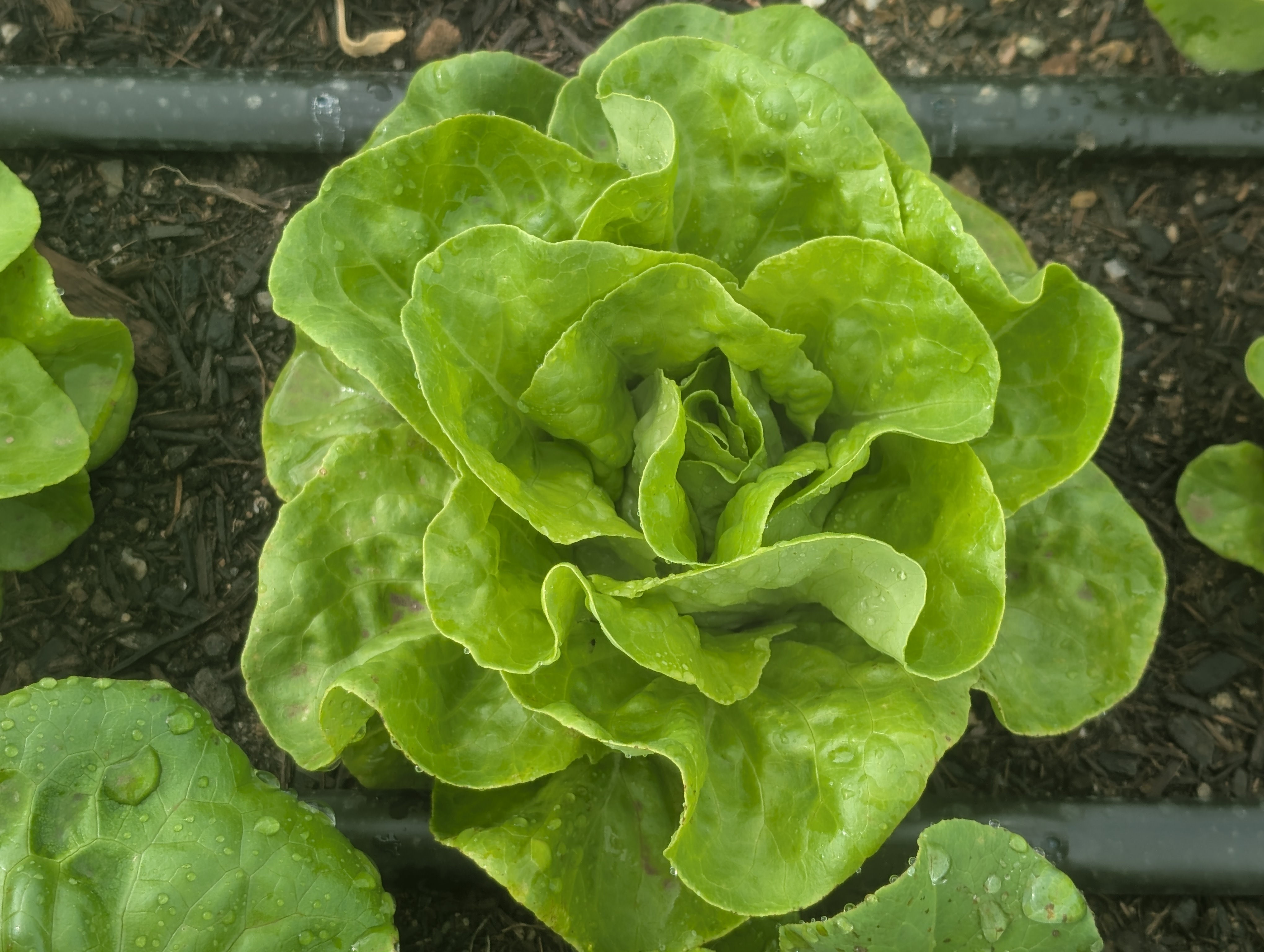All Year Round Butterhead-Lettuce 16oz