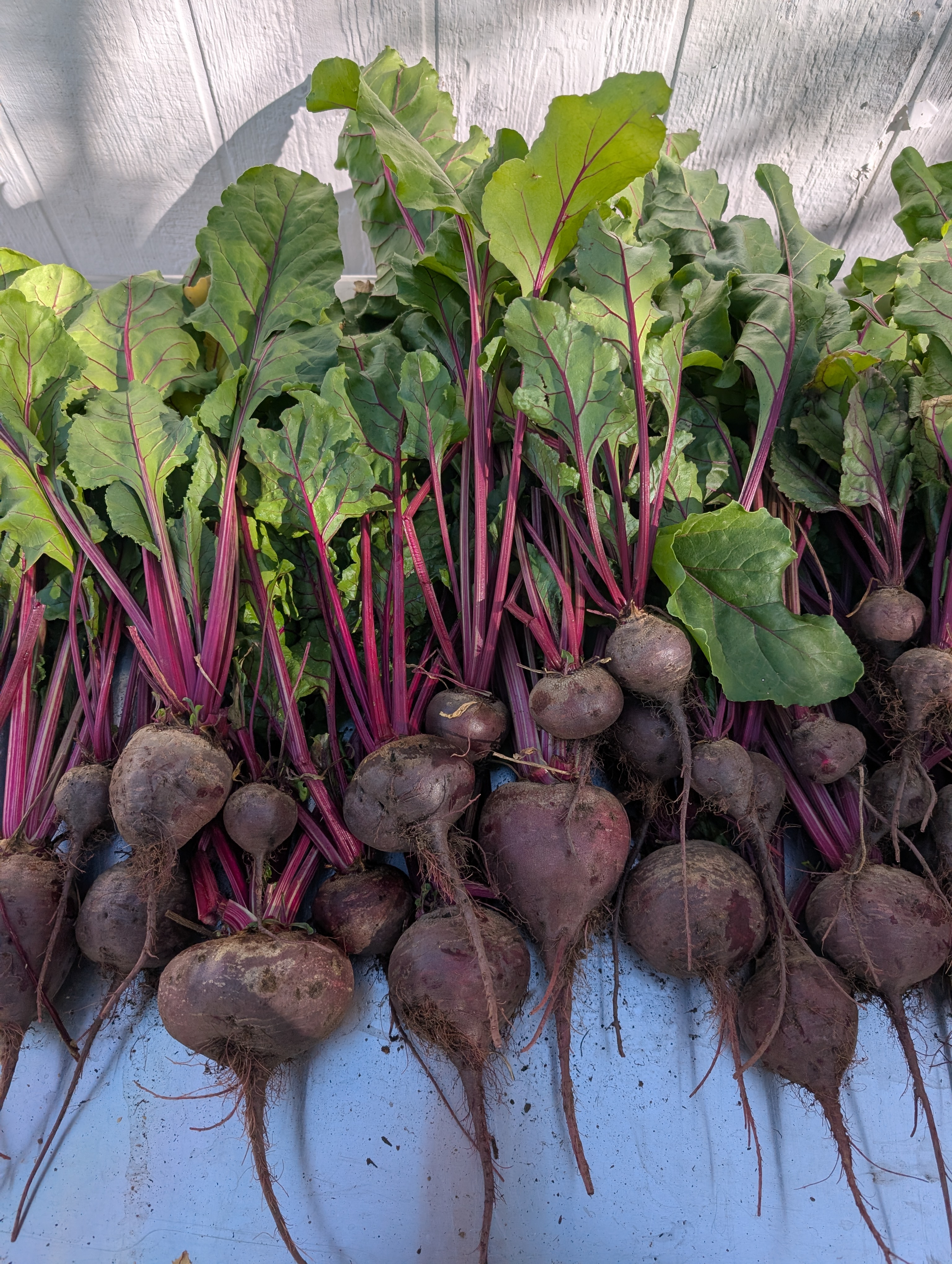 Ruby Queen-Beets