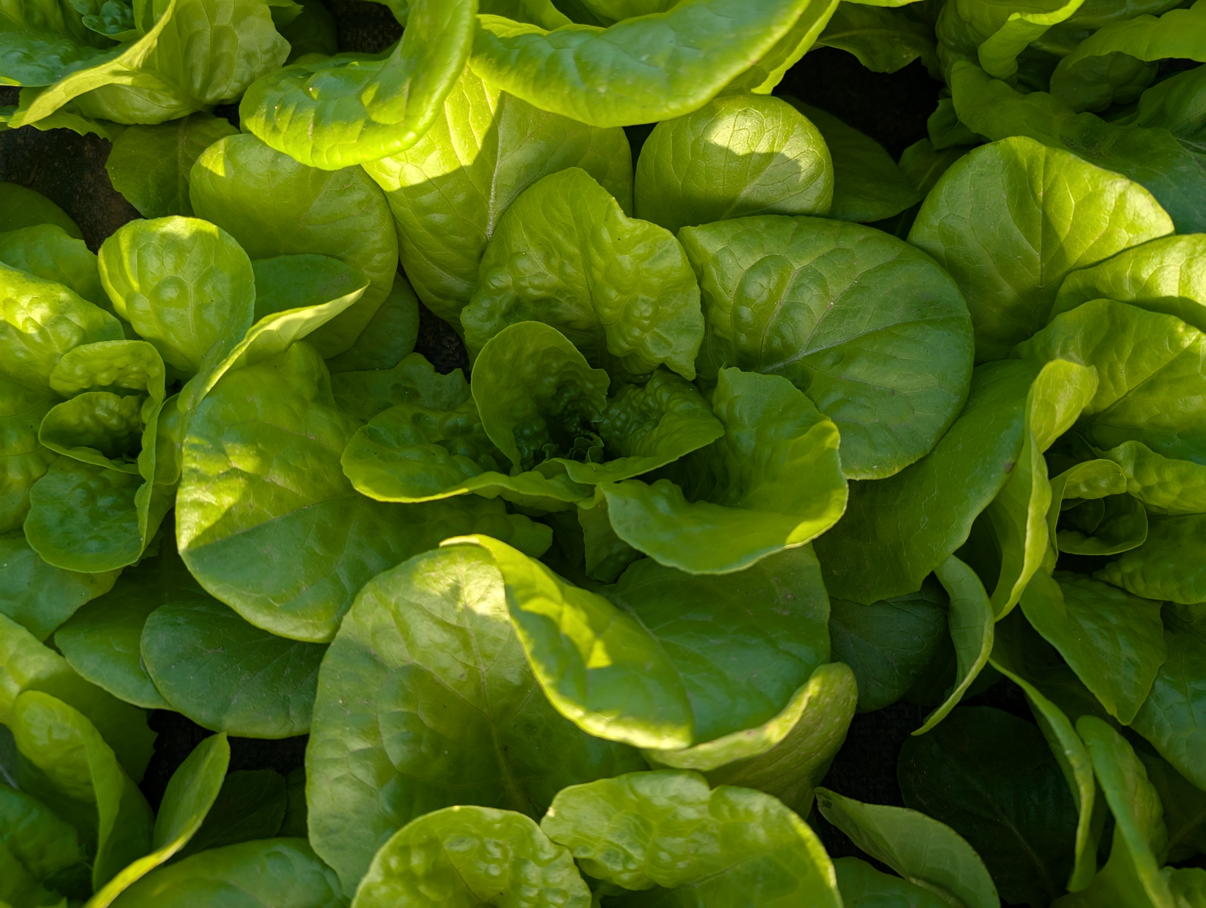 All Year Round Butterhead-Lettuce 16oz