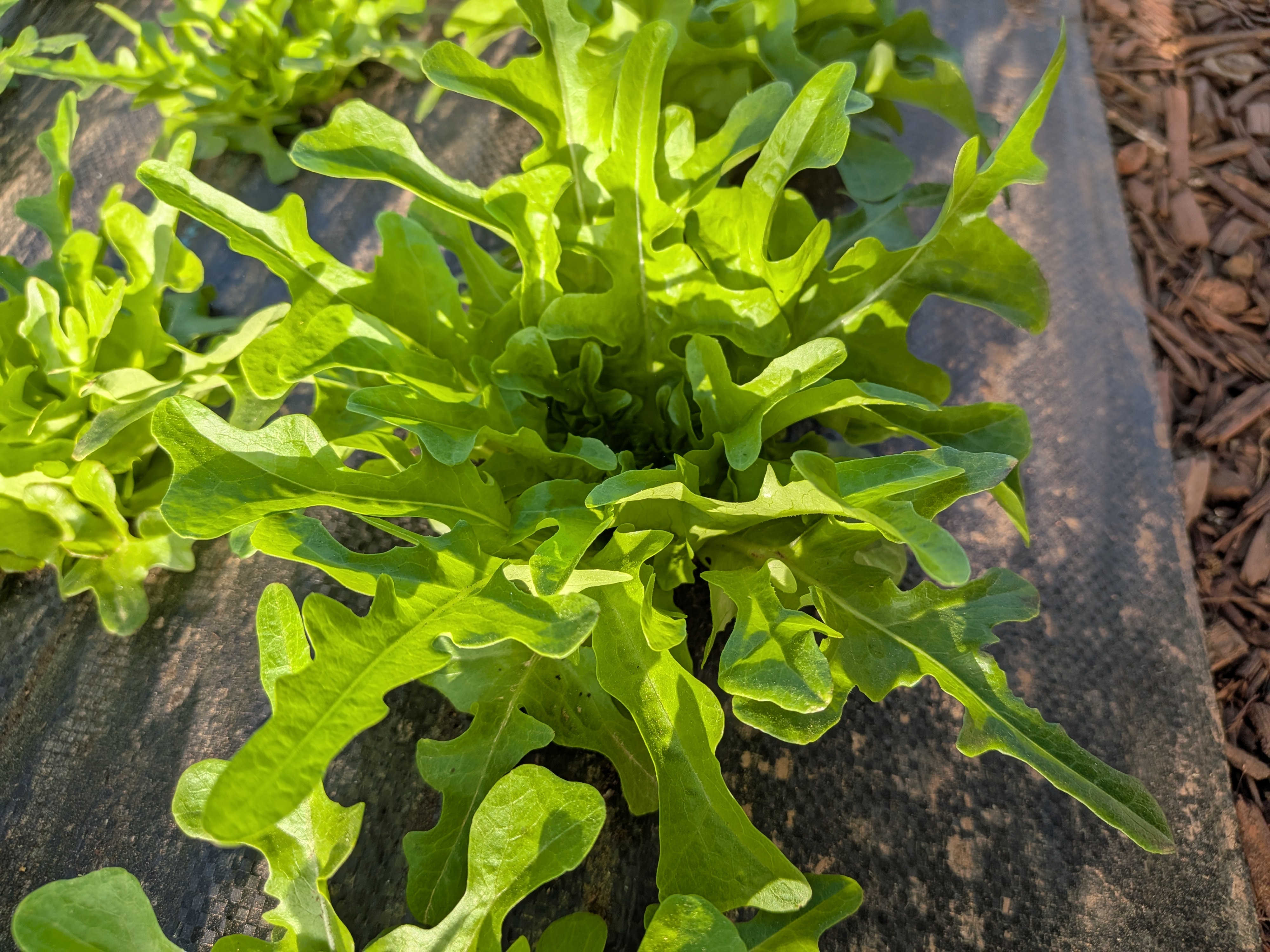Sandy Oak Leaf-Lettuce 16oz