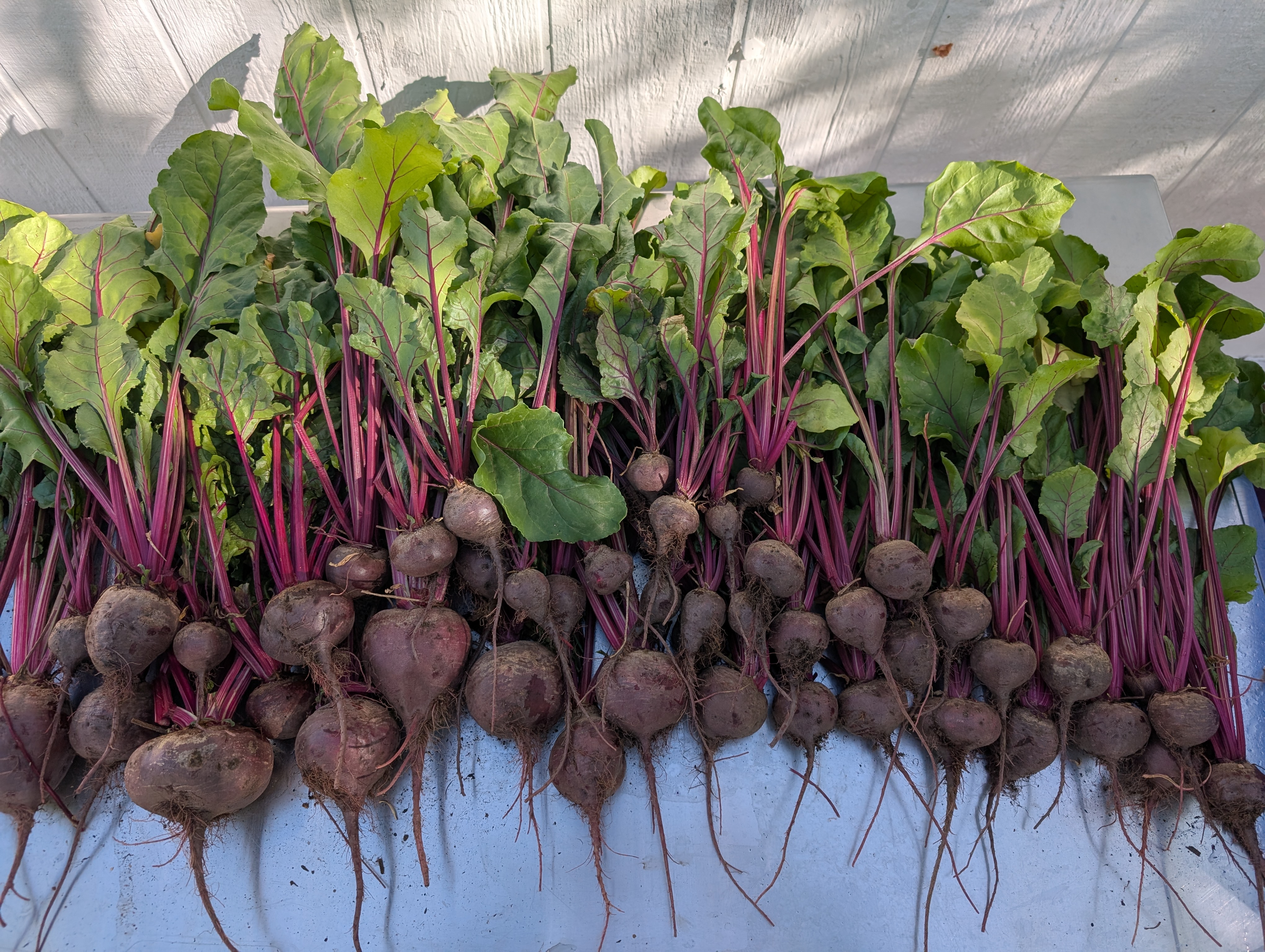 Ruby Queen-Beets