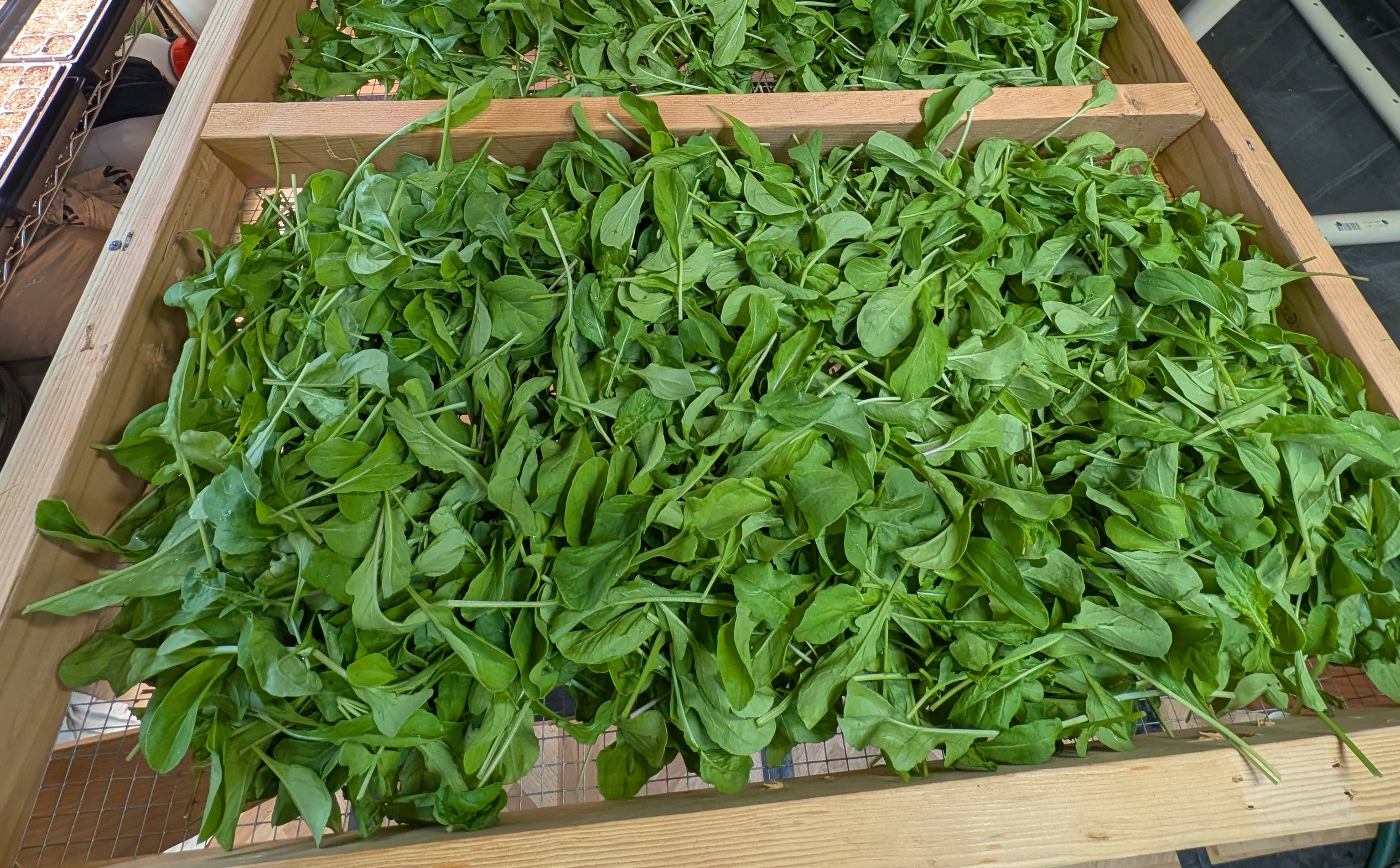 Arugula