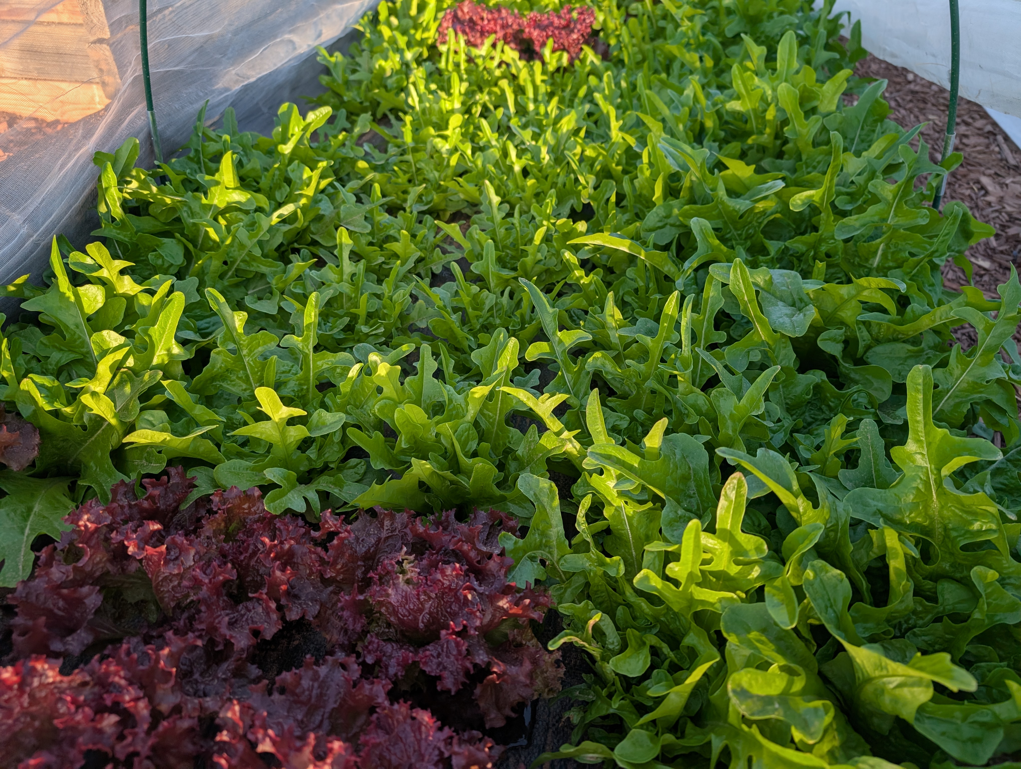 Sandy Oak Leaf-Lettuce 16oz