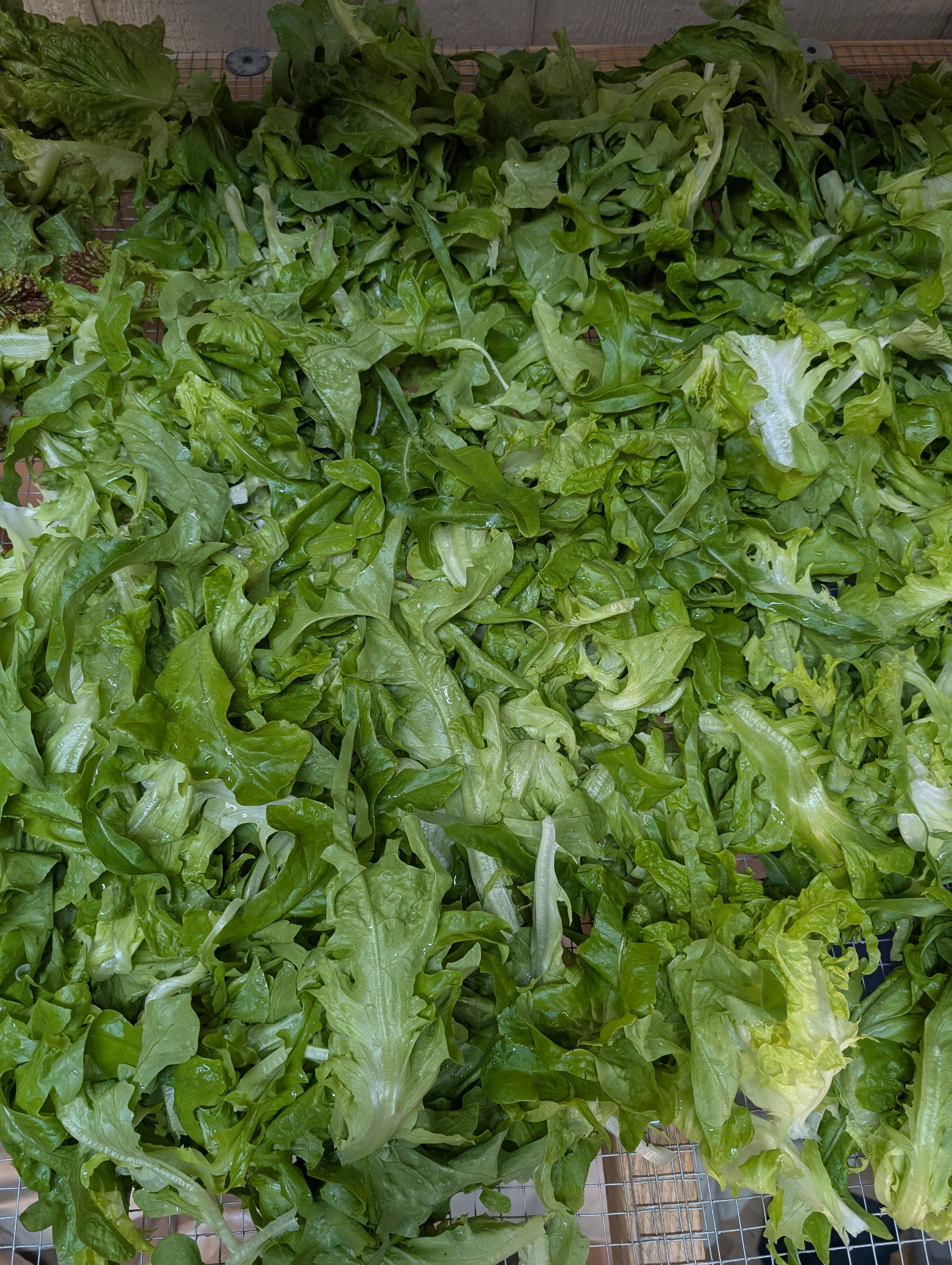 Sandy Oak Leaf-Lettuce 16oz