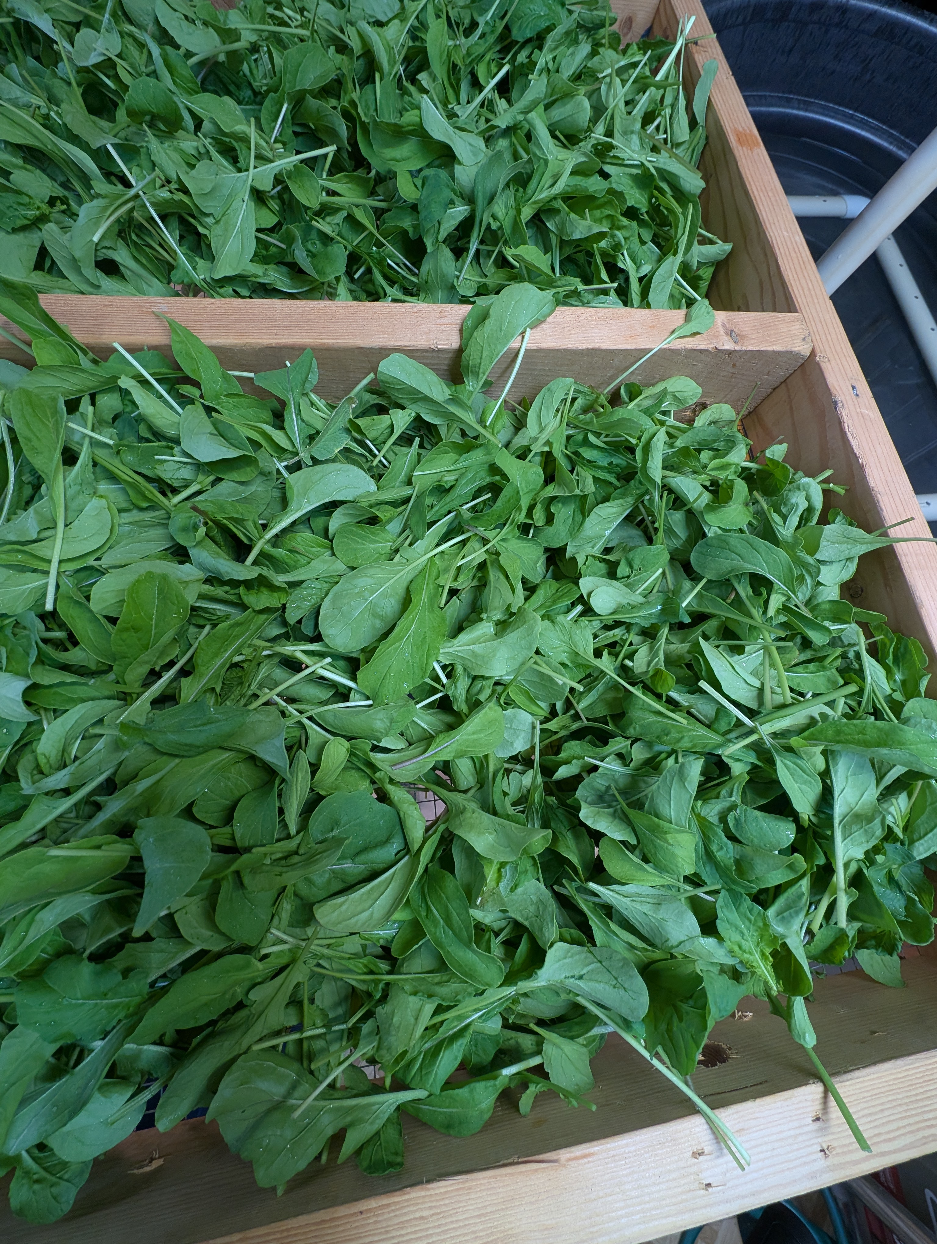 Arugula