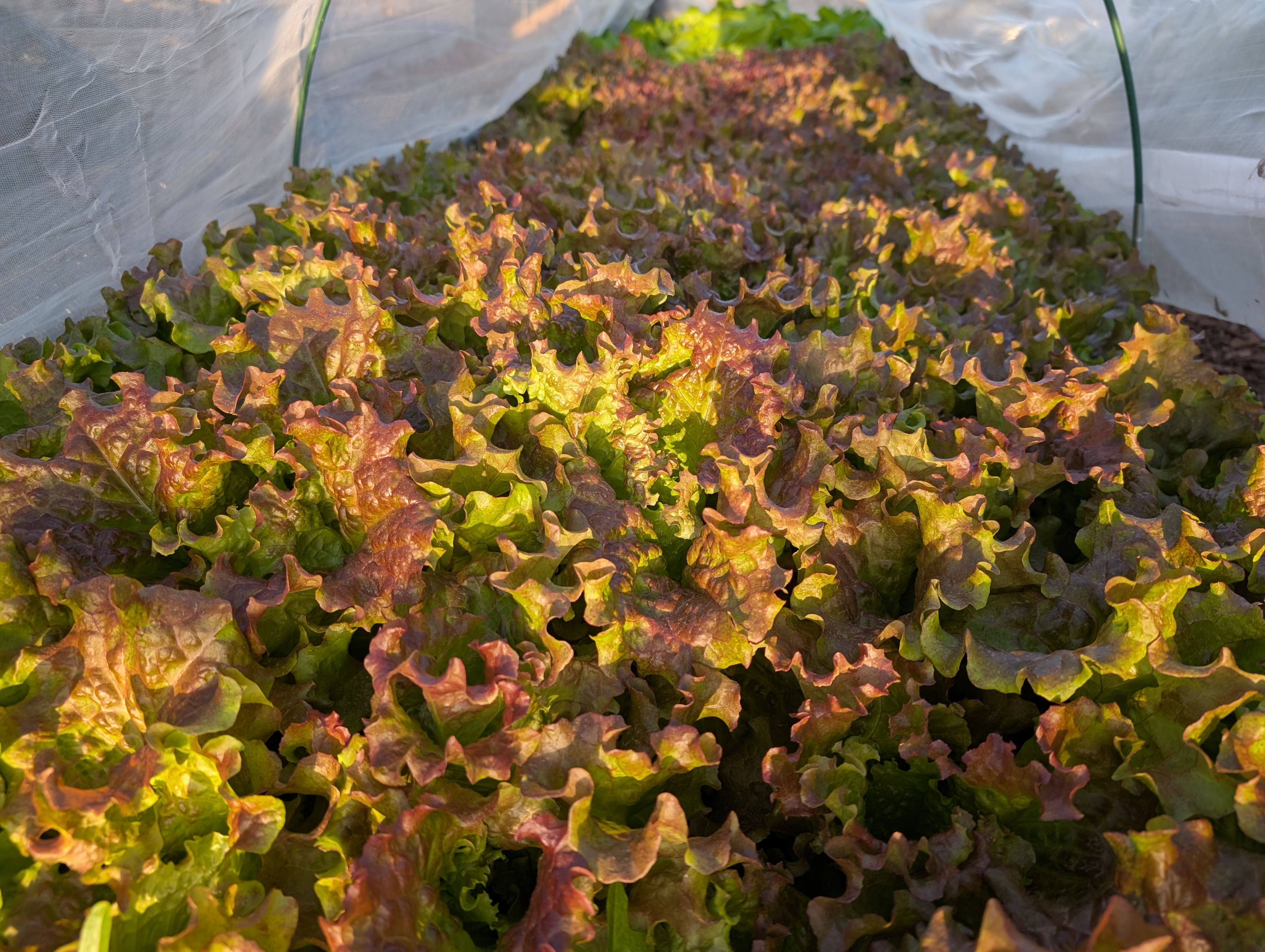 Ruby Red Leaf-Lettuce 16oz