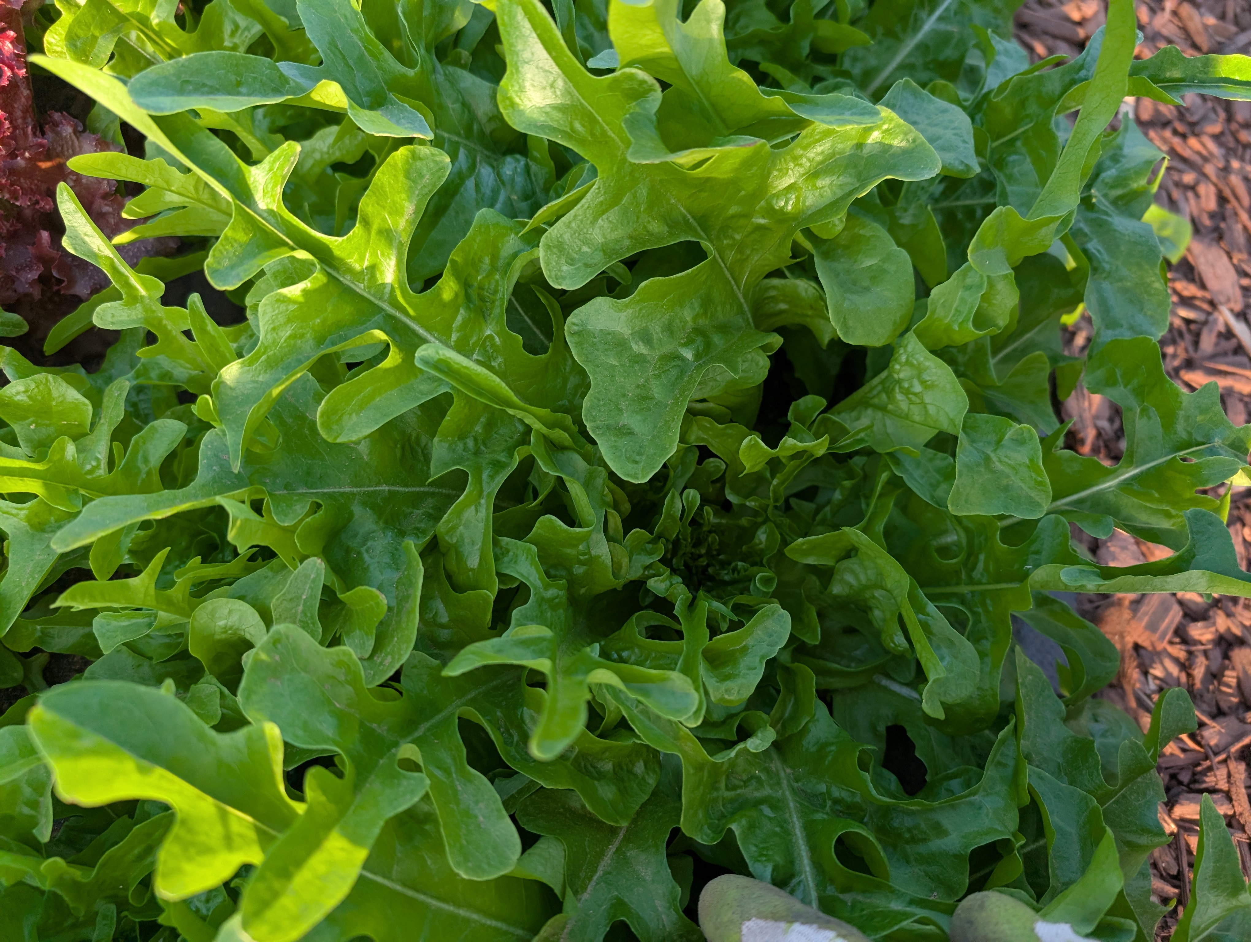 Sandy Oak Leaf-Lettuce 16oz