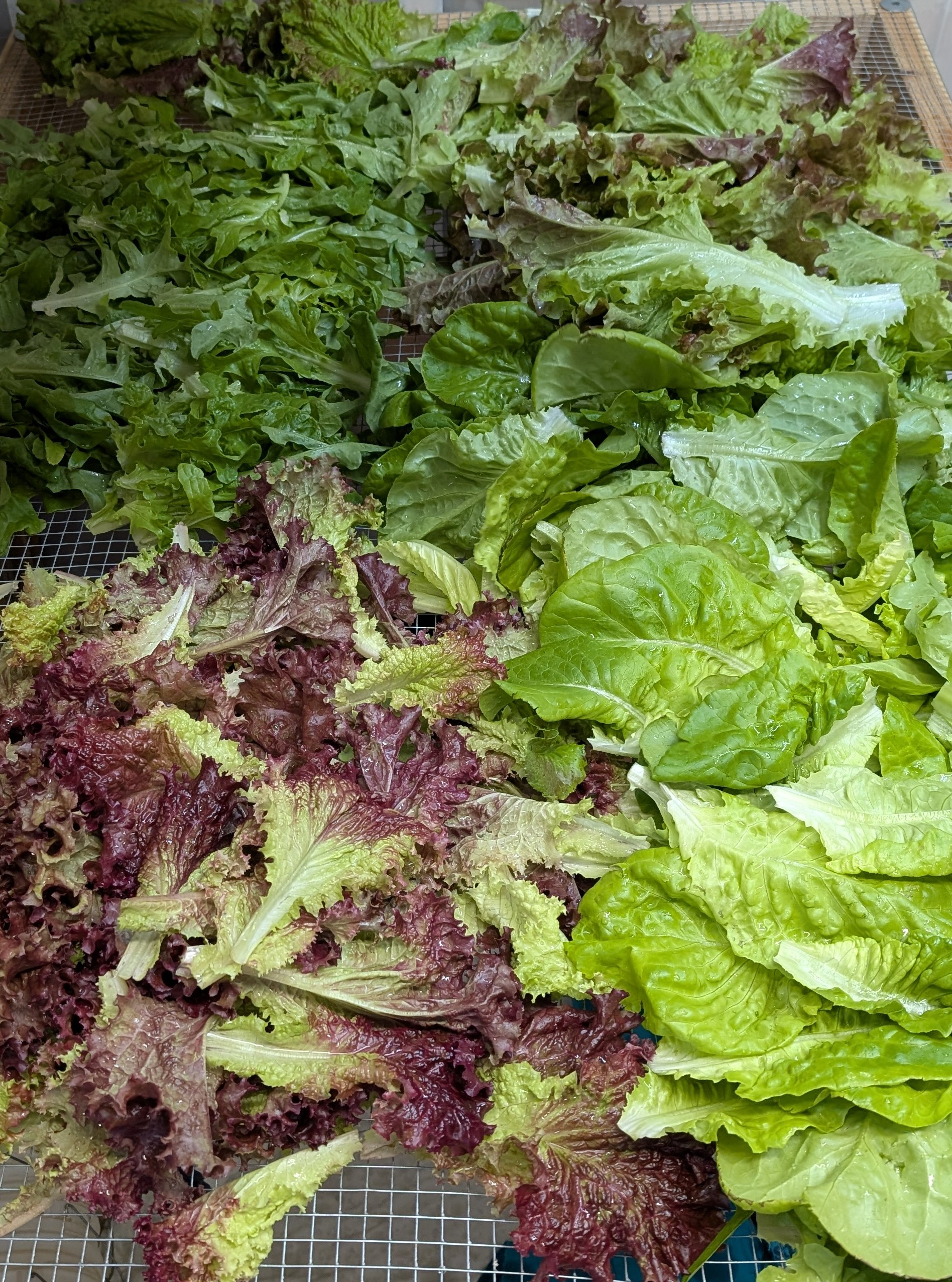 Fresh Lettuce Mix 16oz