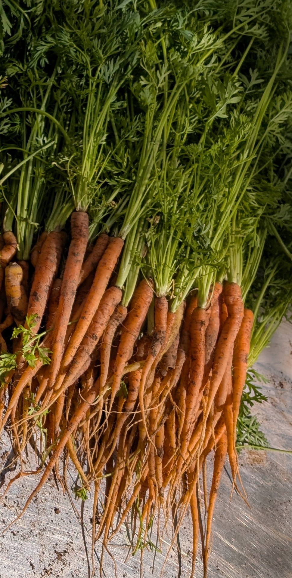 Little Finger Small-Carrots 16oz