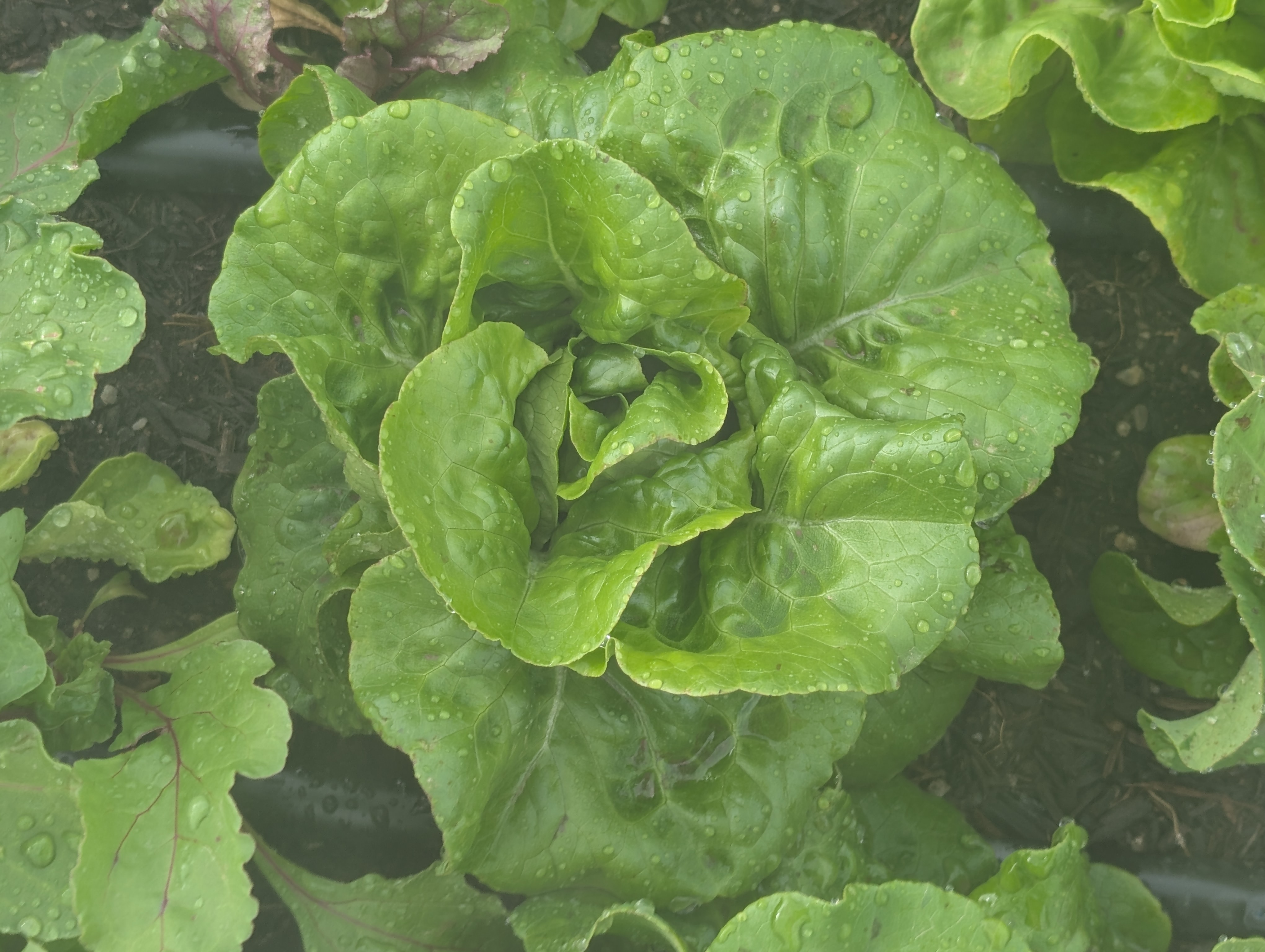 Summer Bibb-Lettuce 16oz