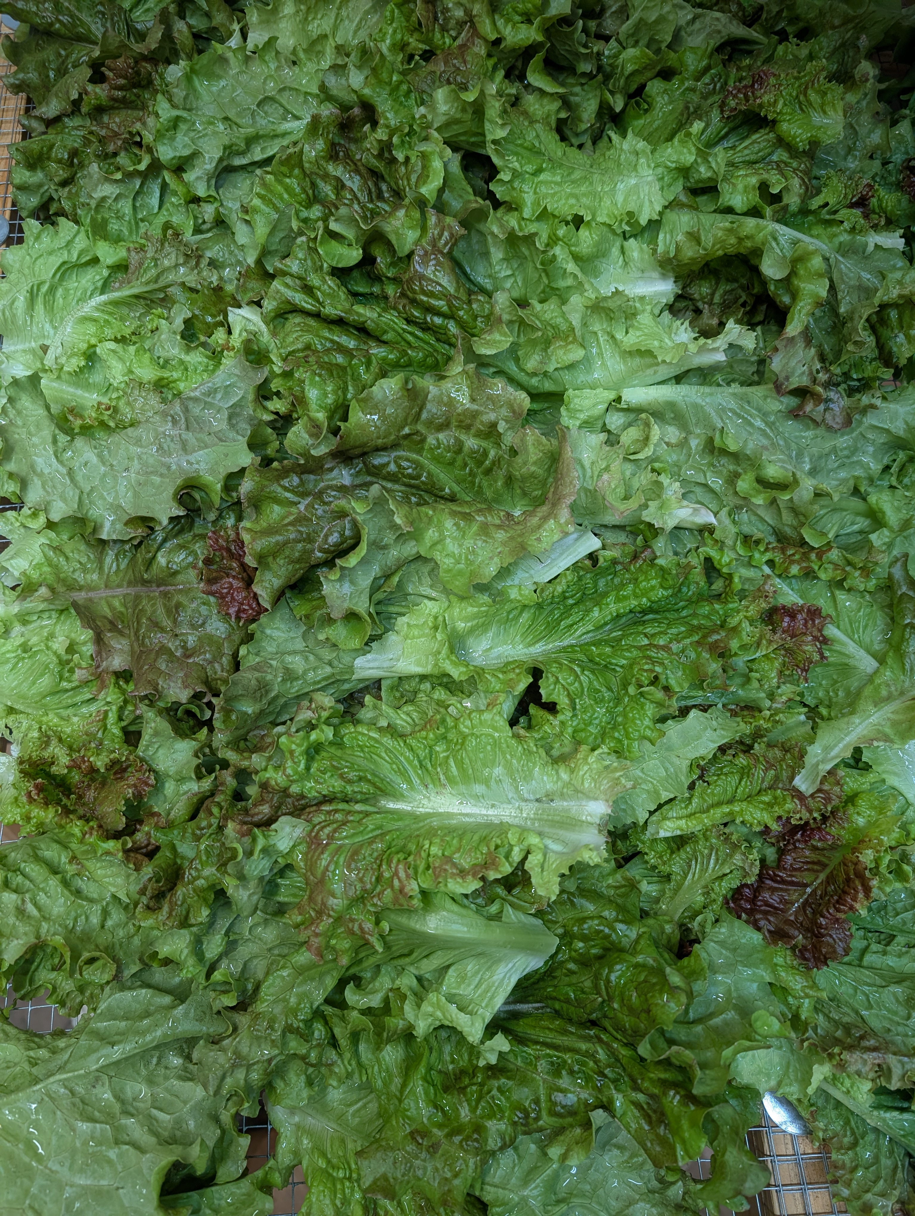 Ruby Red Leaf-Lettuce 16oz