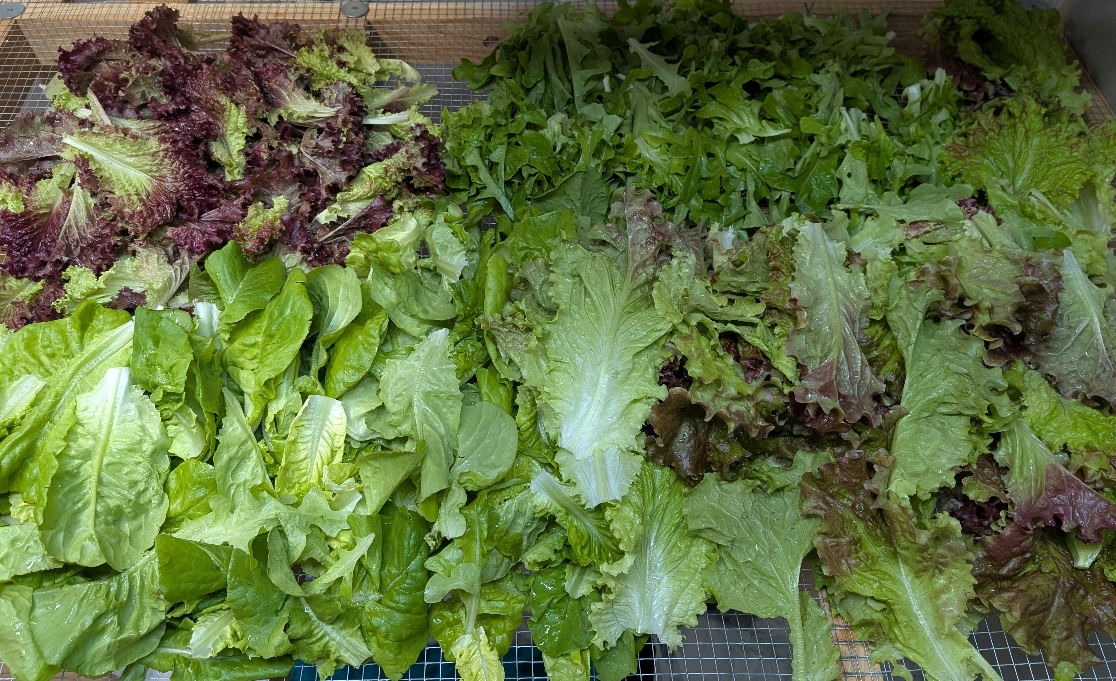 Fresh Lettuce Mix 16oz