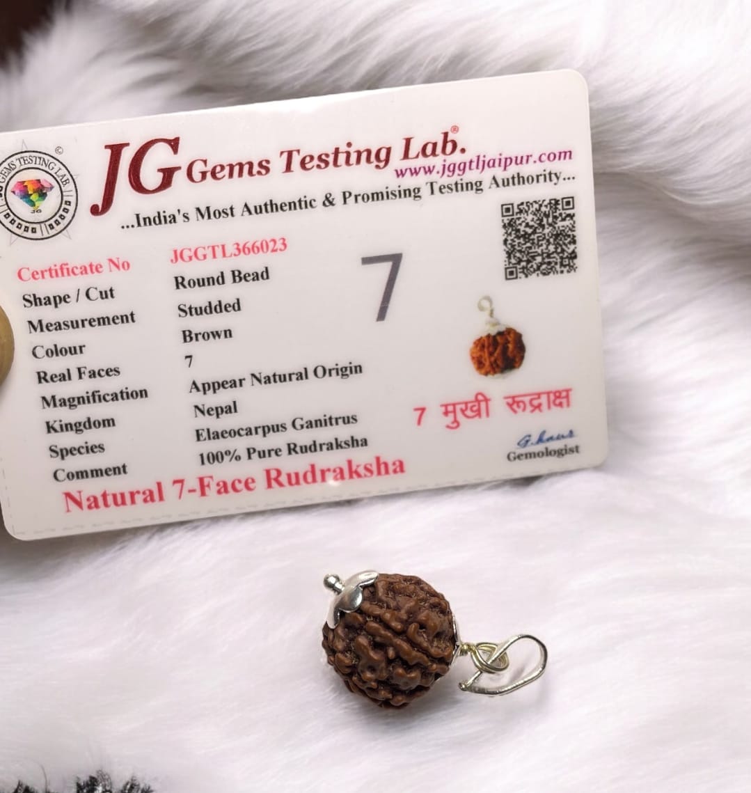 7 Mukhi Rudraksha