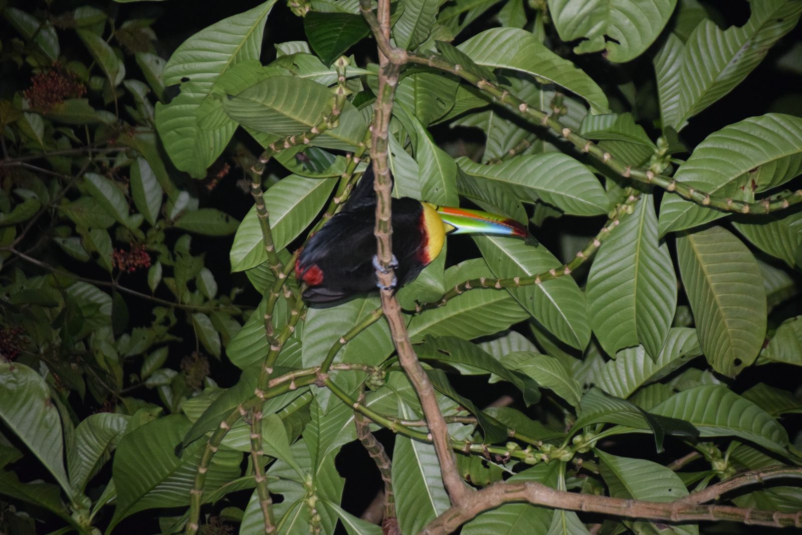 Night Walk in the Jungle