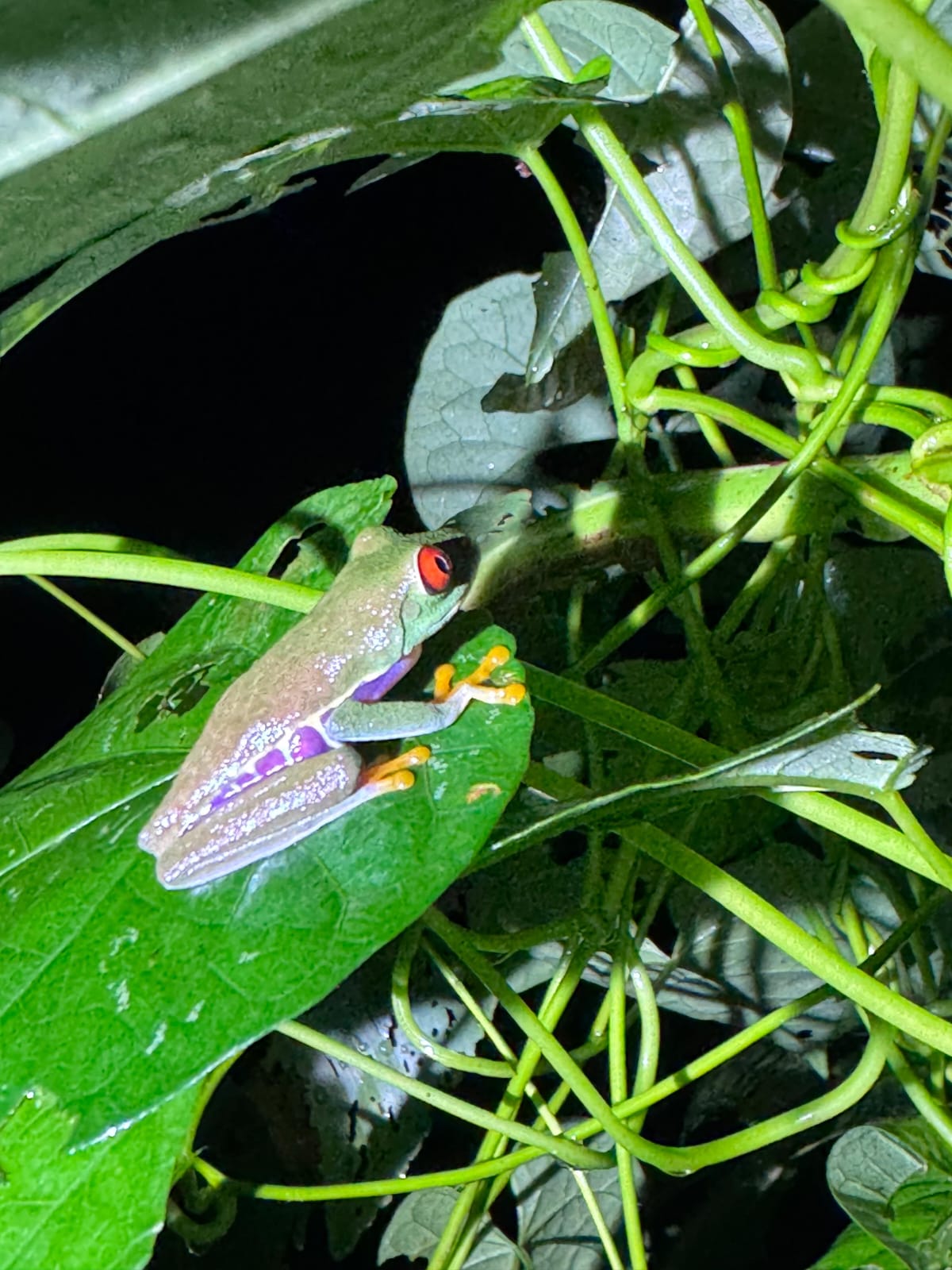 Night Walk in the Jungle