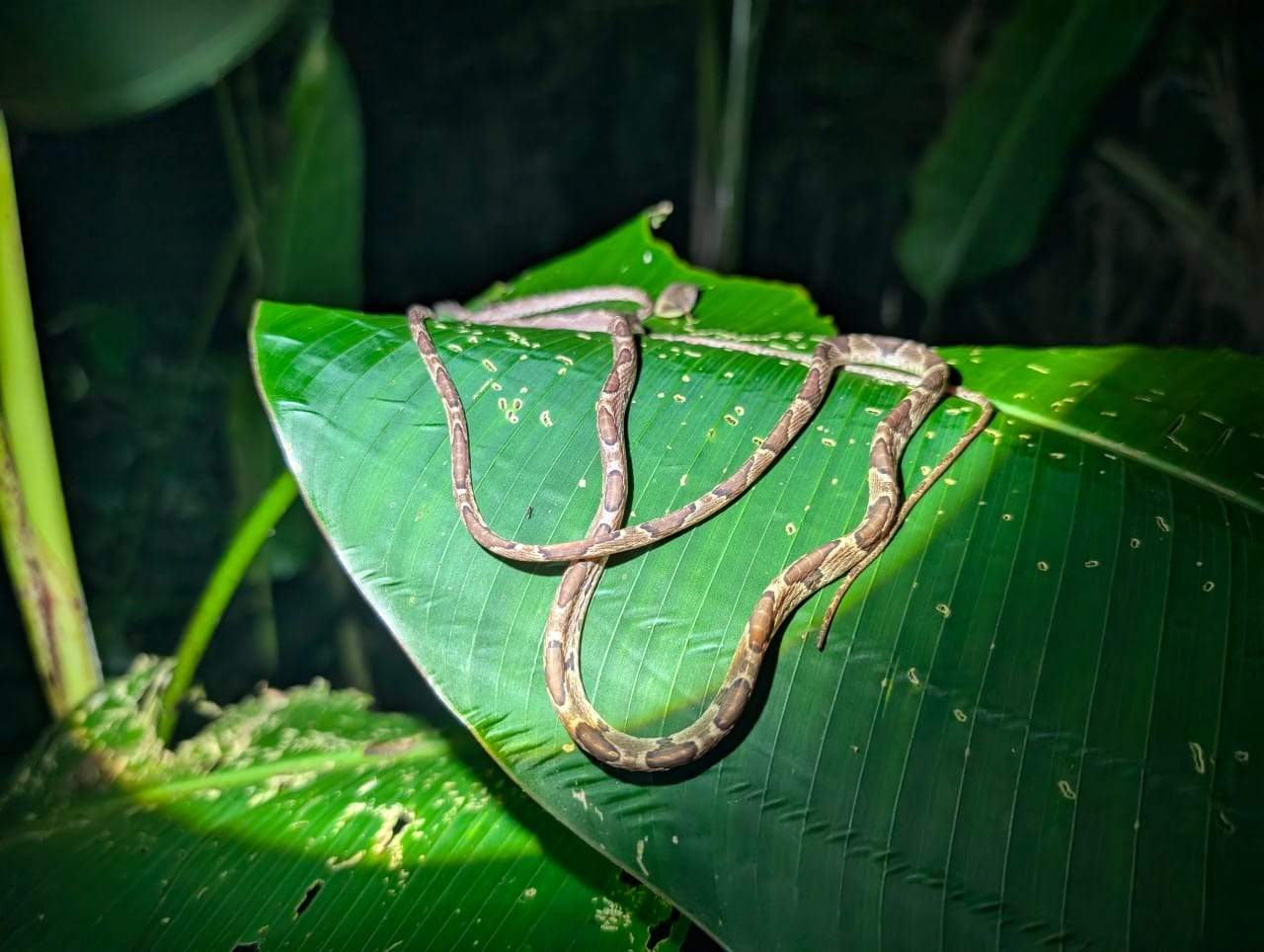Night Walk in the Jungle