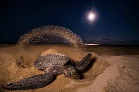 Turtle Nesting Tour