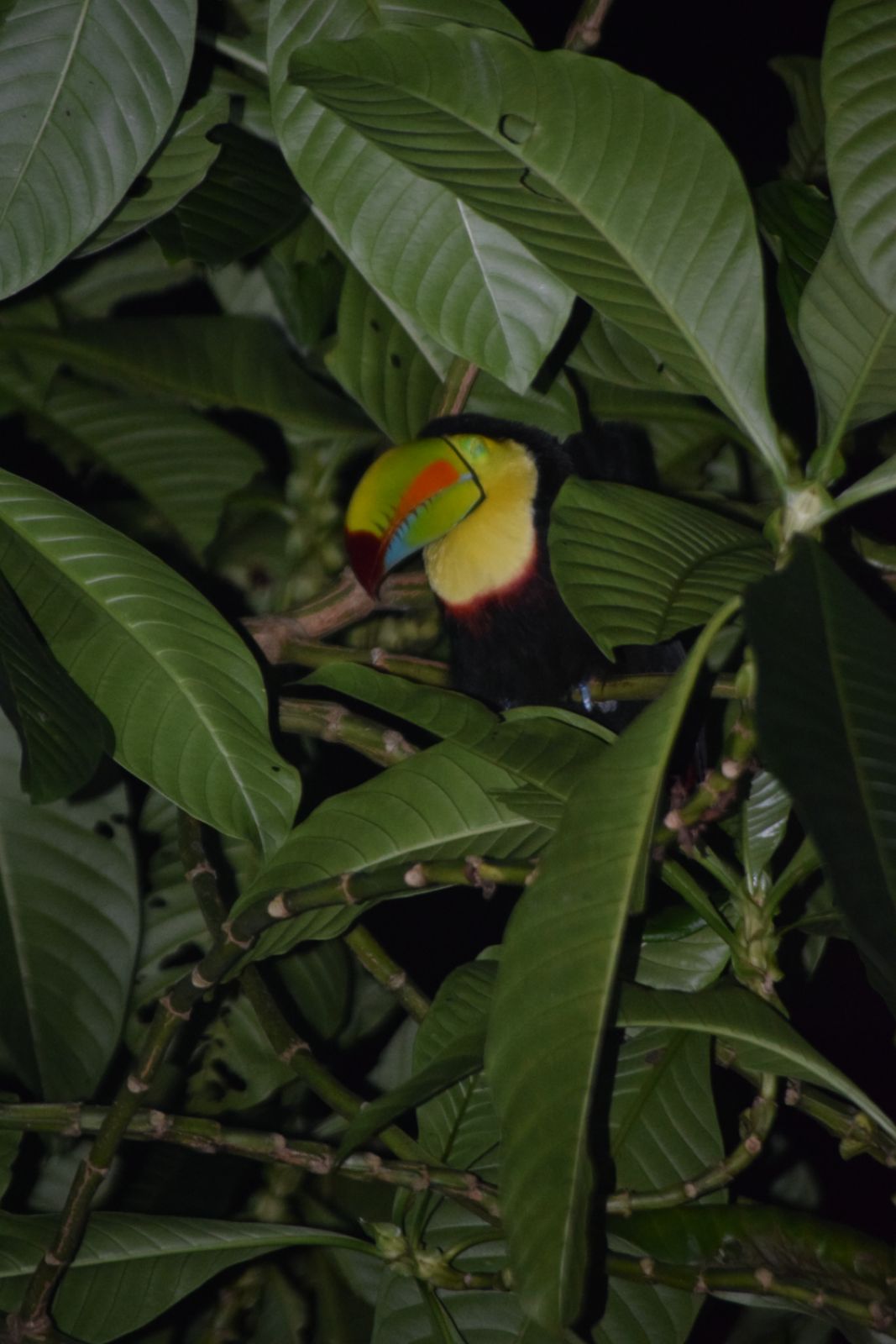 Night Walk, Jaguar Trail & Canoe Combo