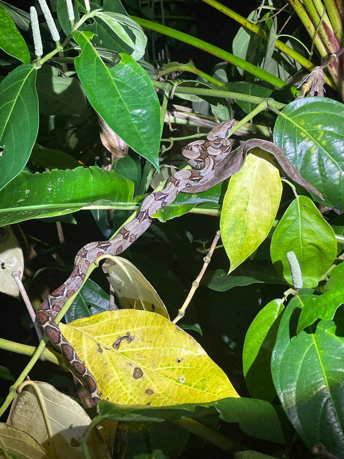 Night Walk in the Jungle