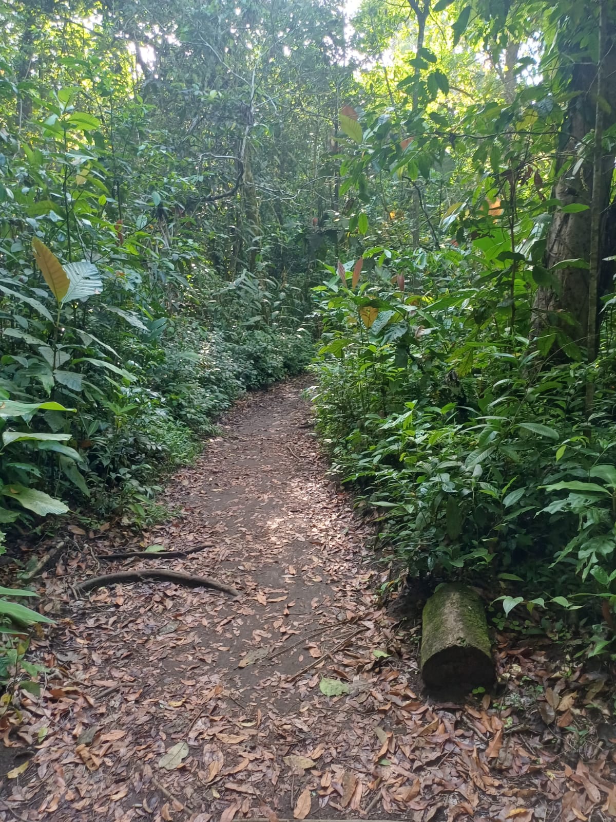Night Walk, Jaguar Trail & Canoe Combo