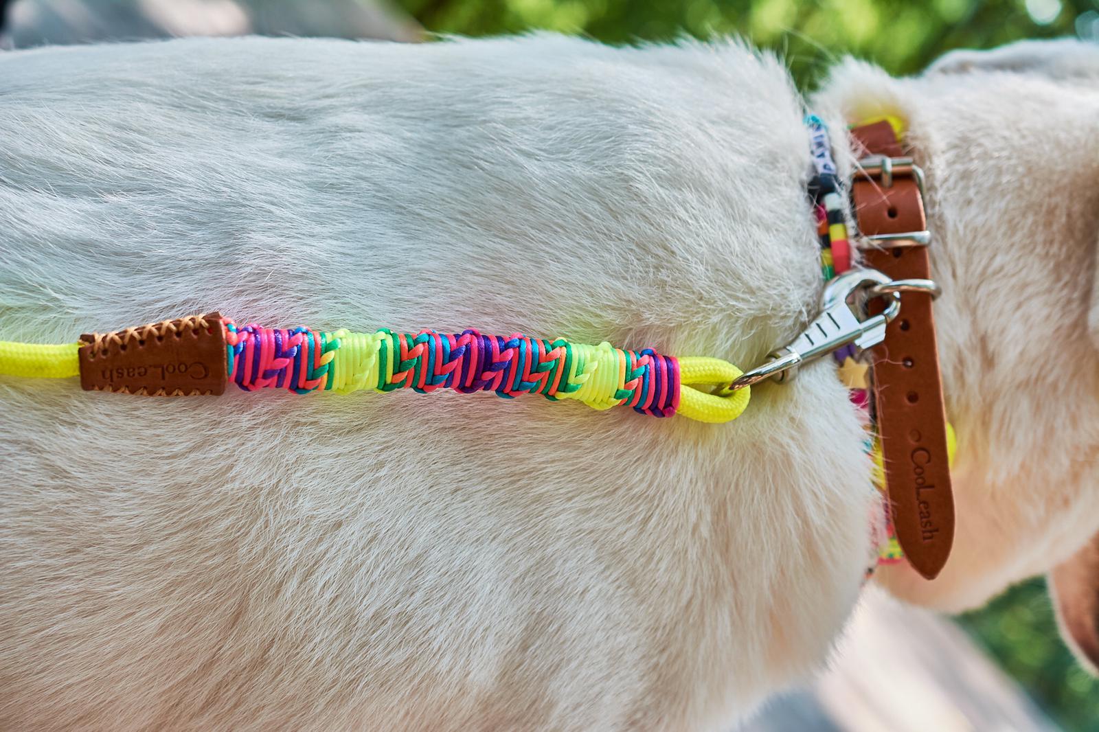 Colorful Dog Collar