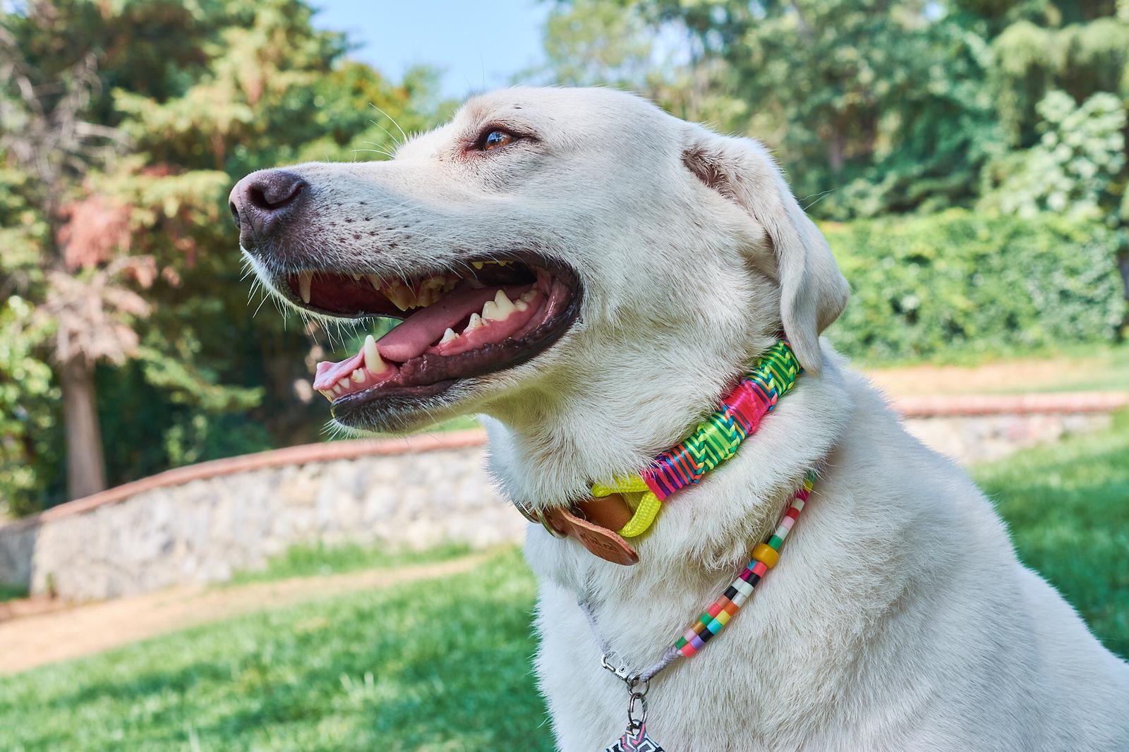 Colorful Dog Collar