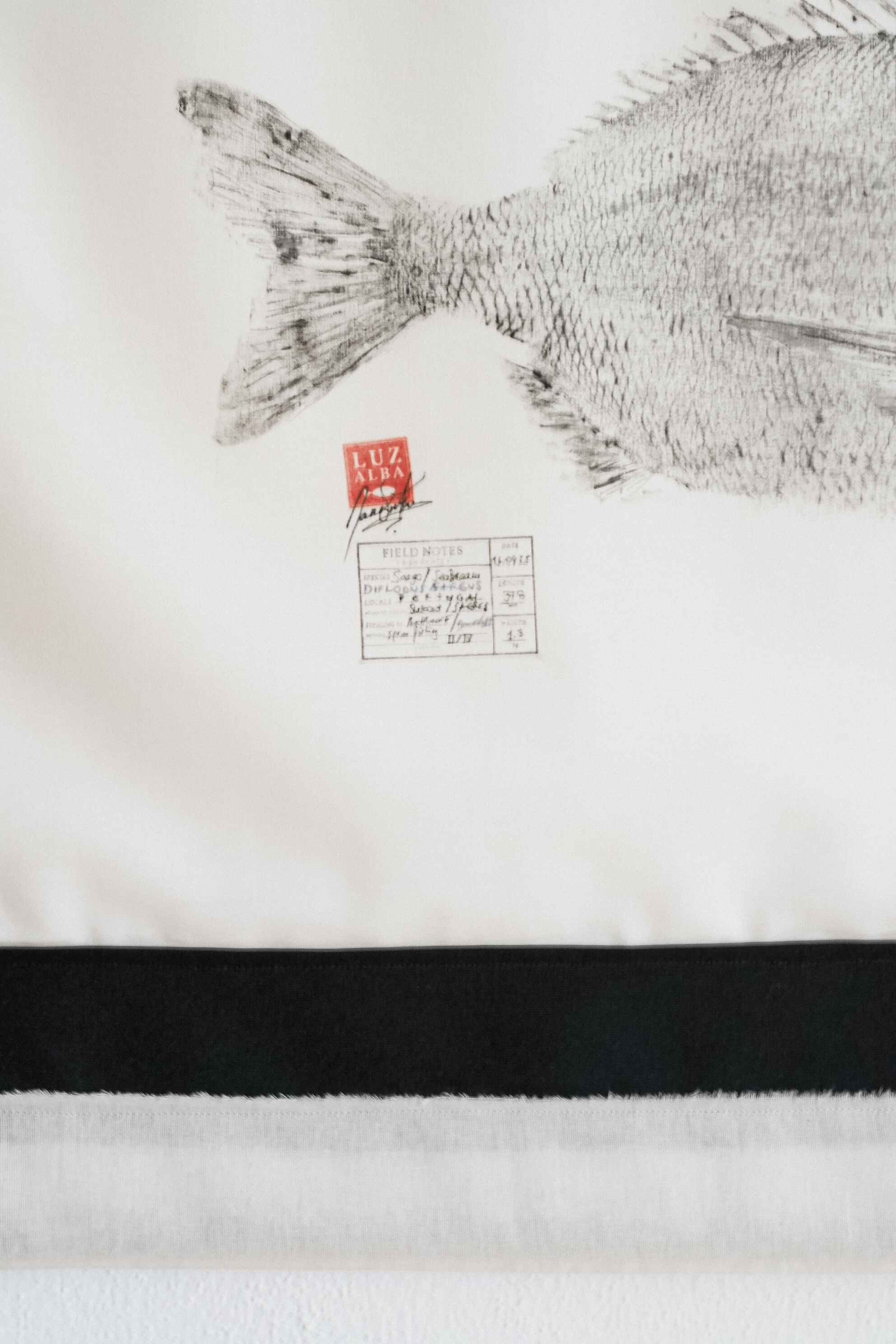 Sargo *L. | Seabream