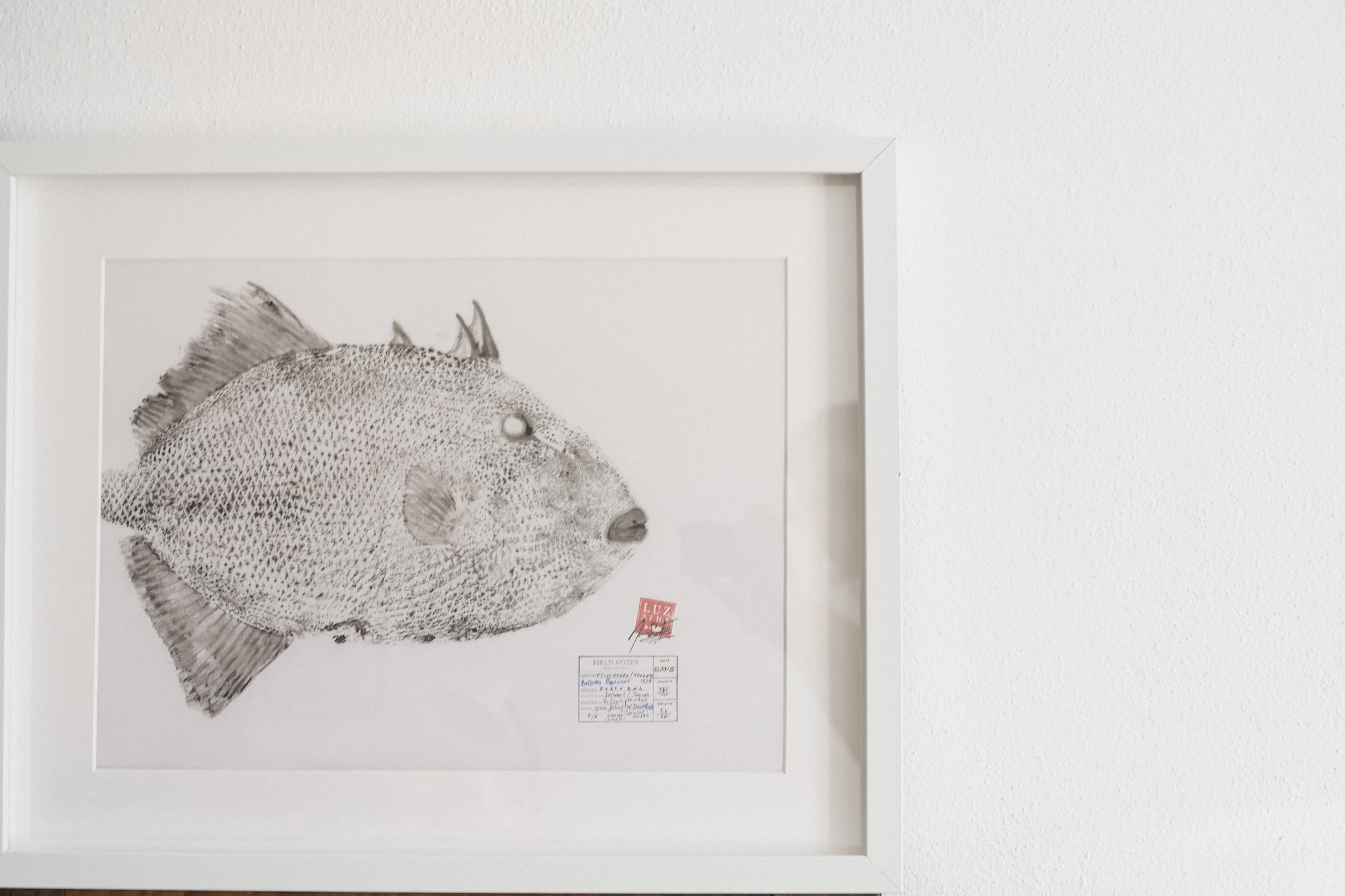 Peixe-porco | Triggerfish