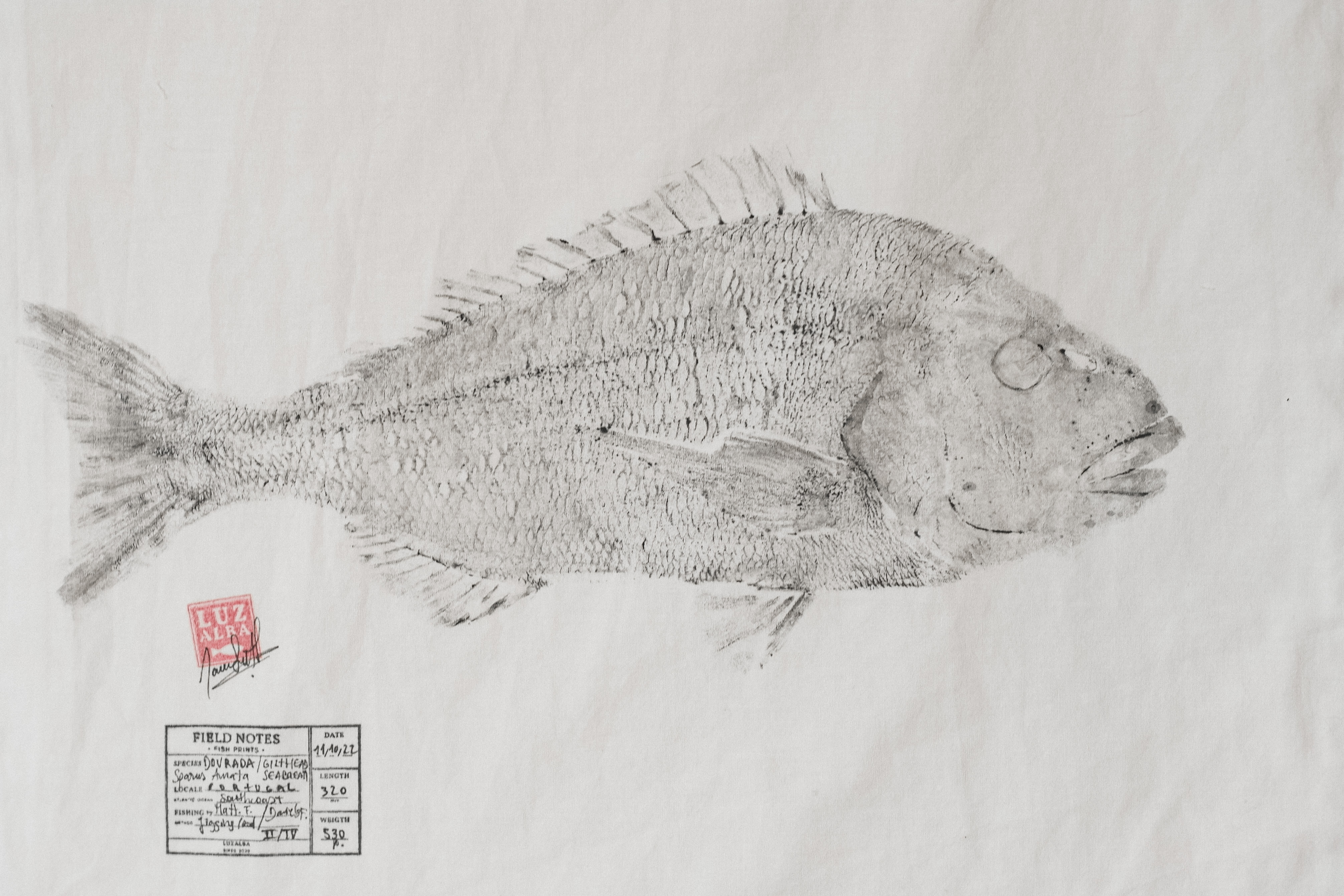 Dourada | G. Seabream