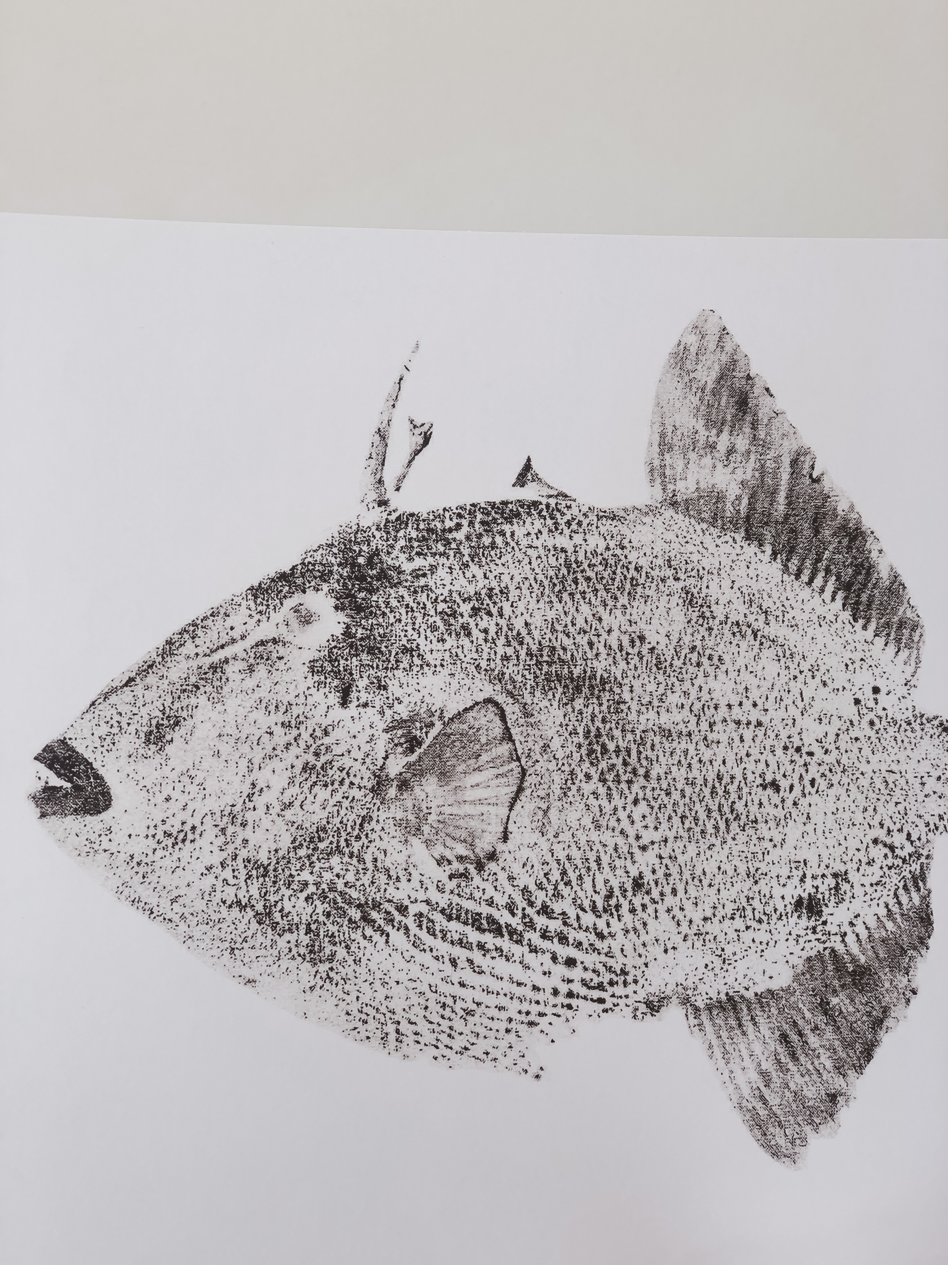 Traditional Fish | E.26