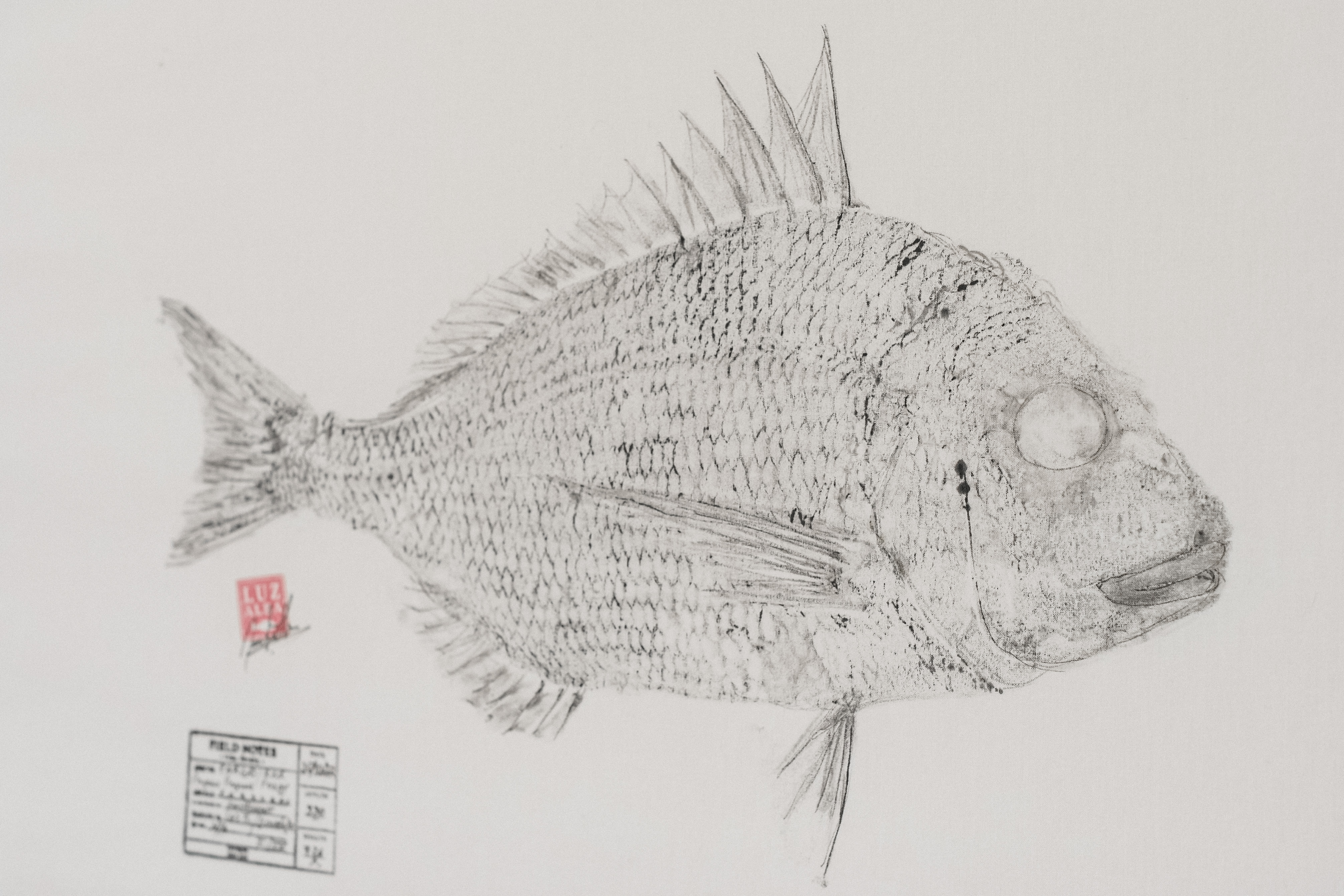 Pargo | Pagrus Pagrus