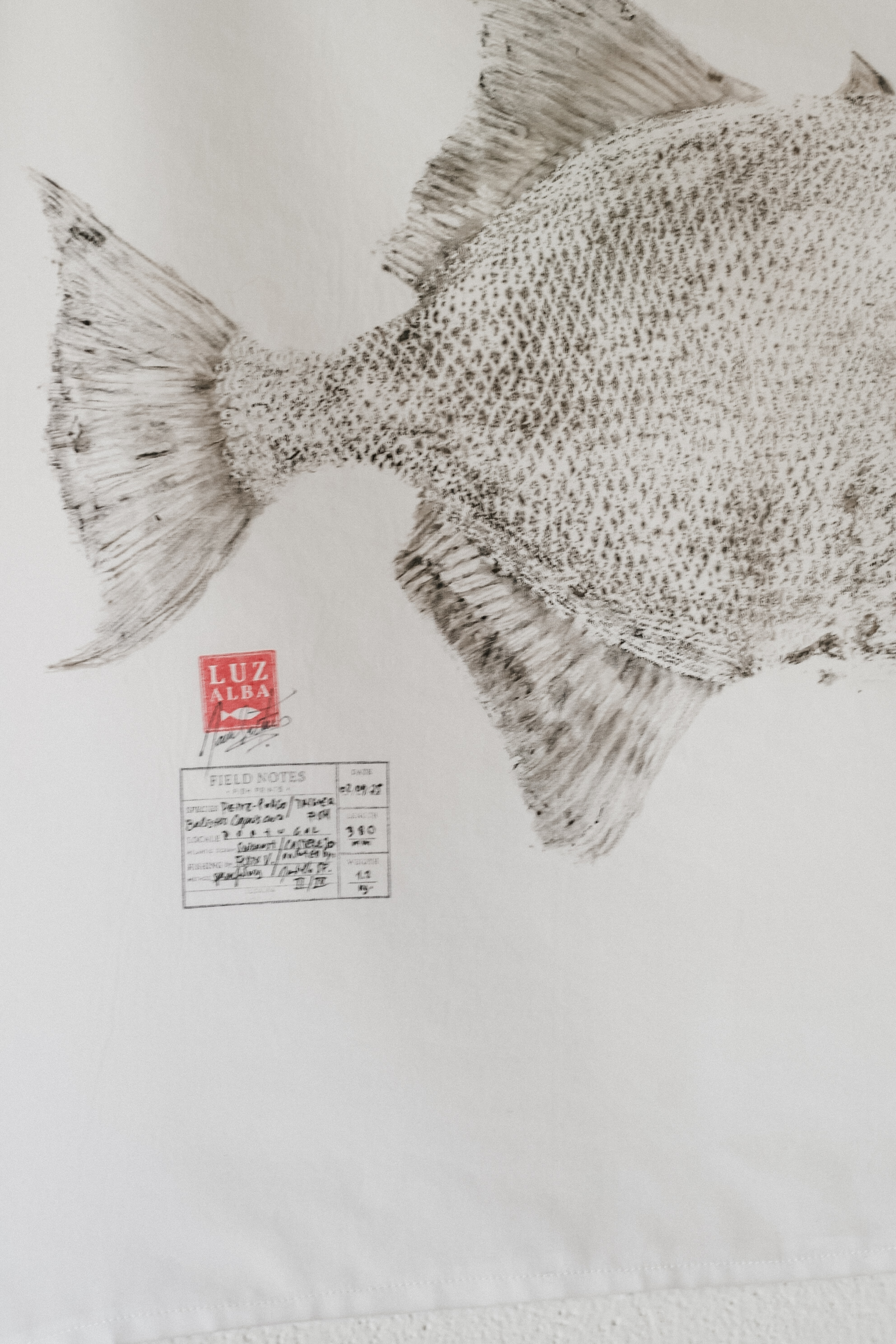 Peixe-porco | Triggerfish*25