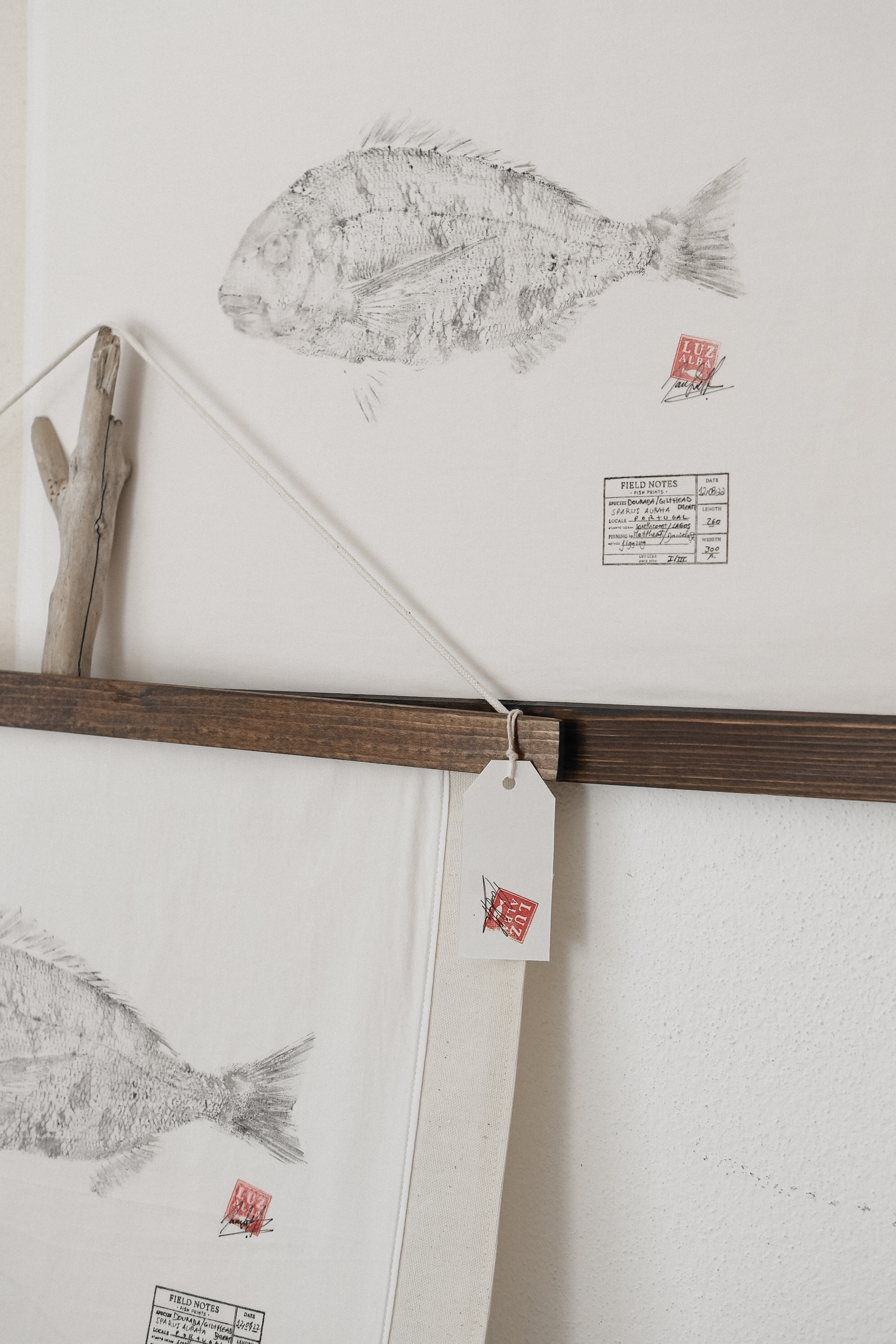 Dourada | G. Seabream