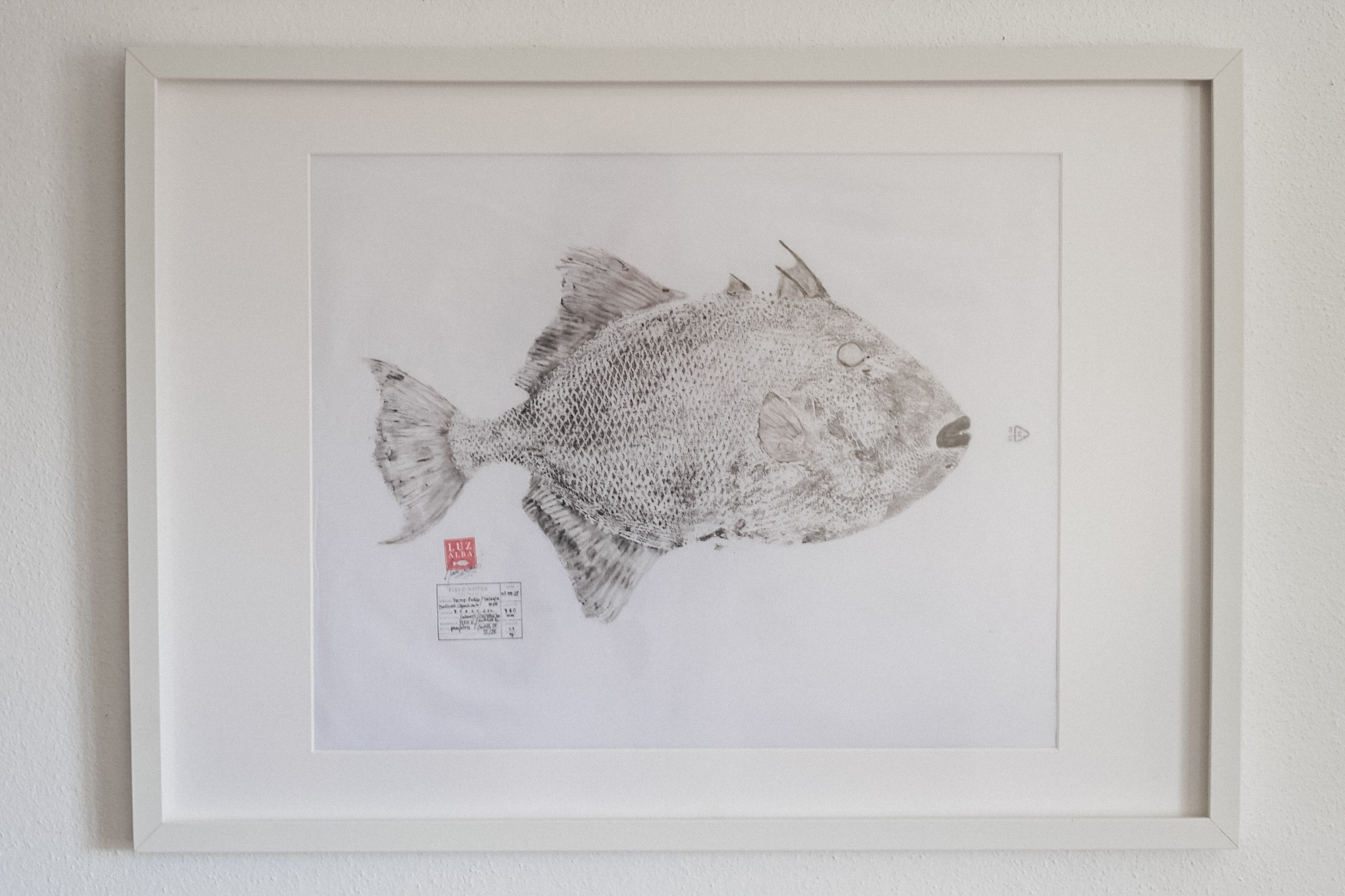 Peixe-porco | Triggerfish*25