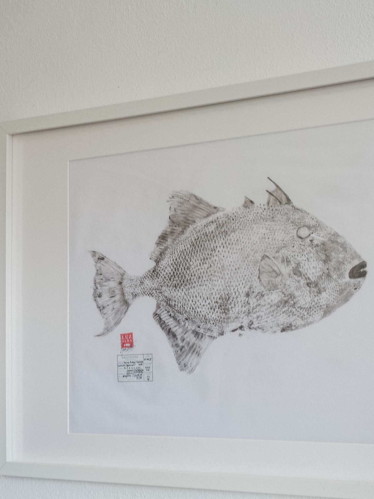 Peixe-porco | Triggerfish*25