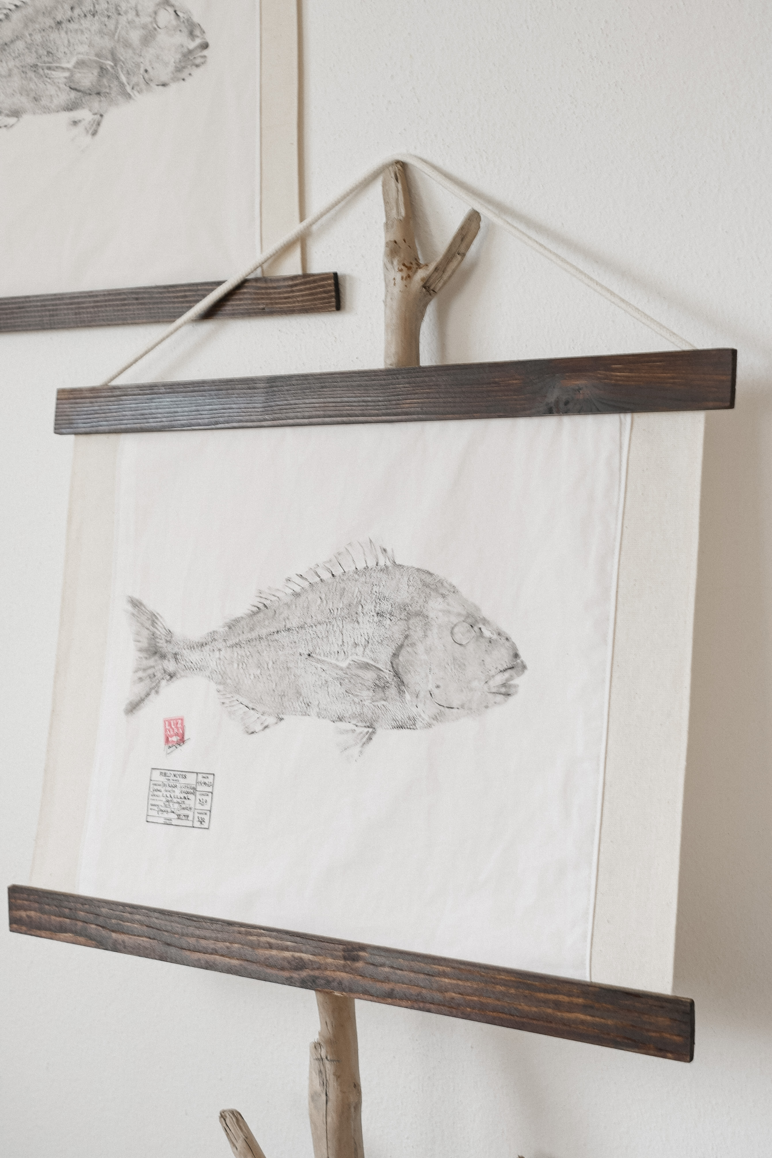 Dourada | G. Seabream