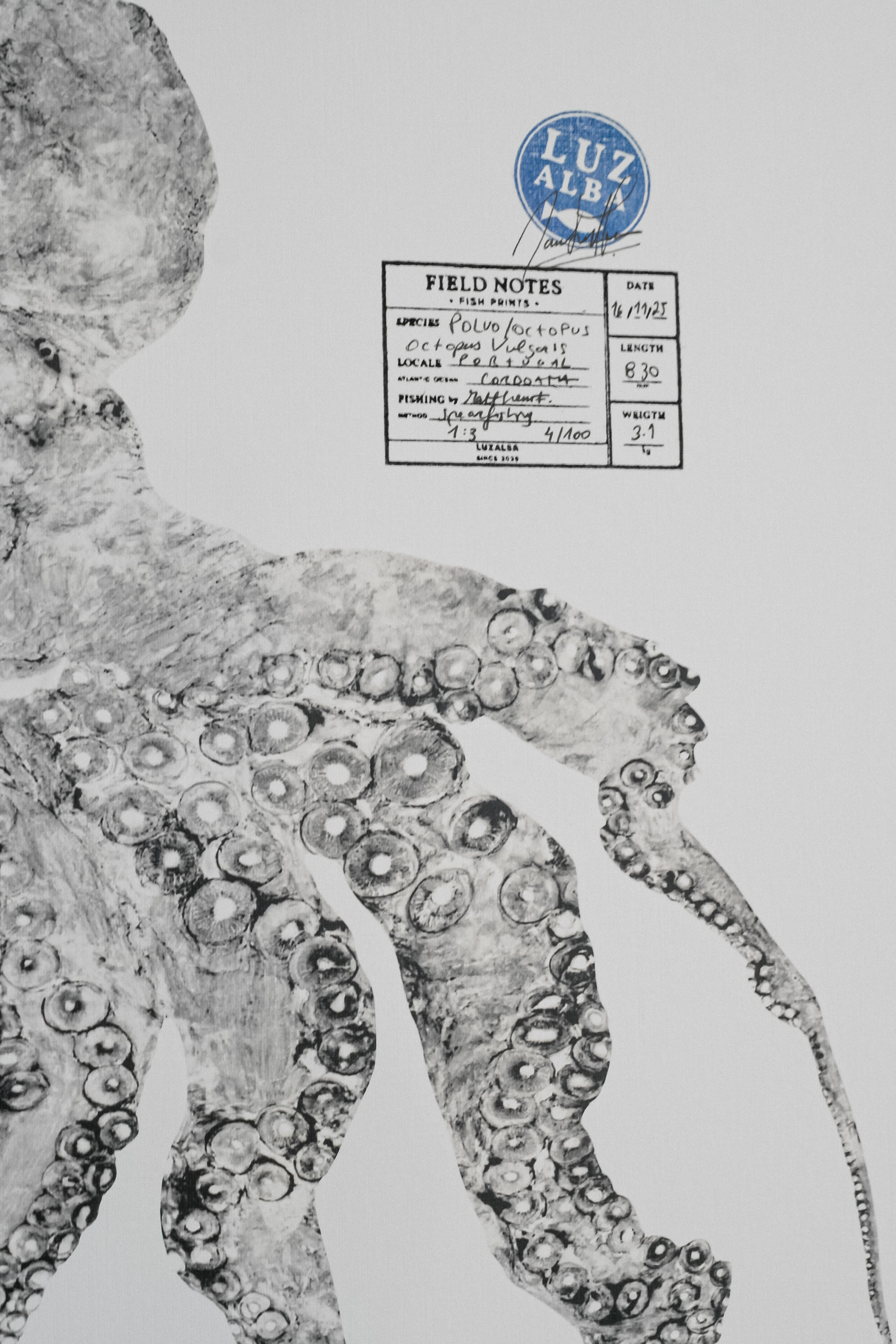 Paper Fish *A3 | E.26