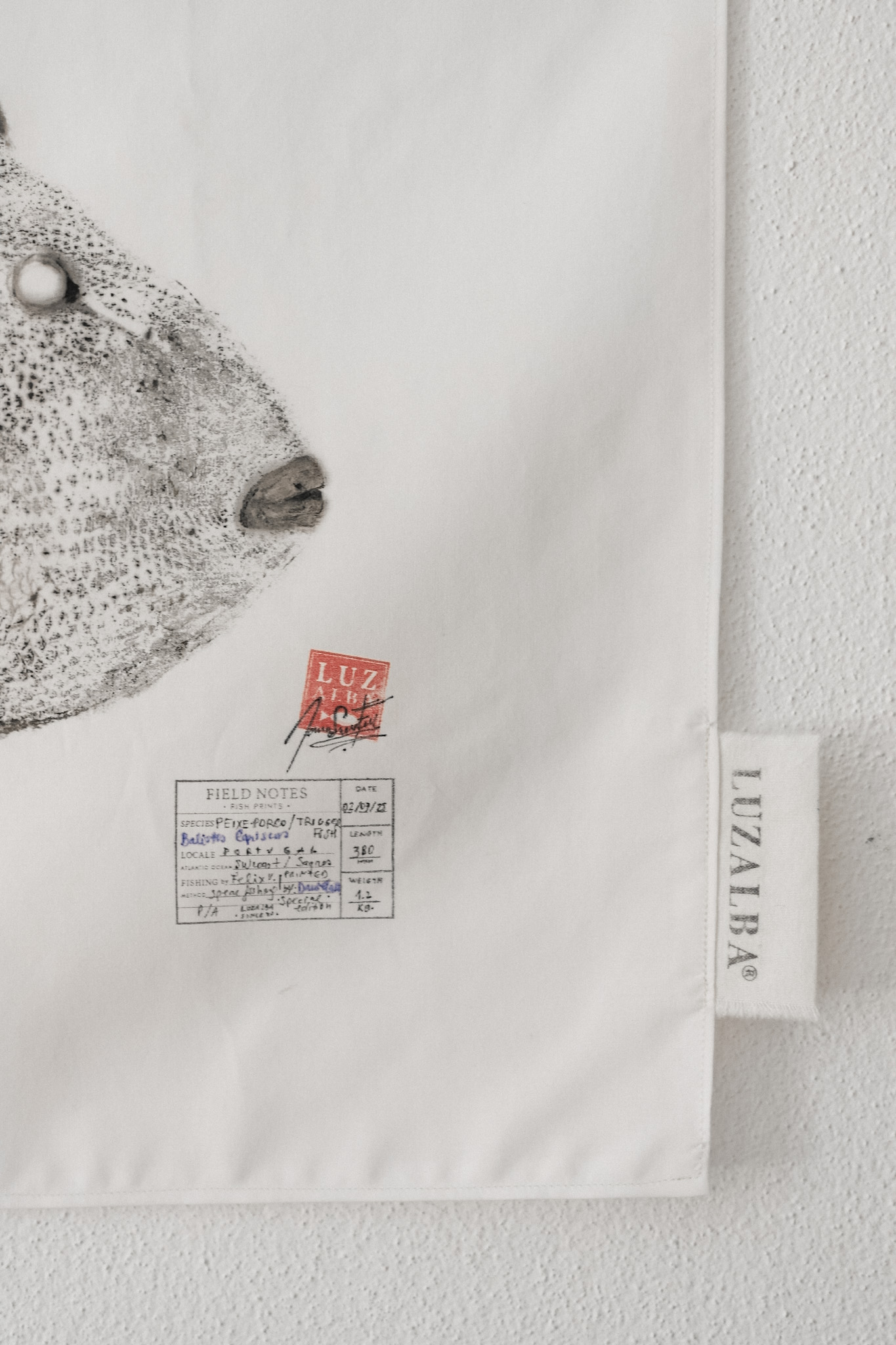 Peixe-porco | Triggerfish